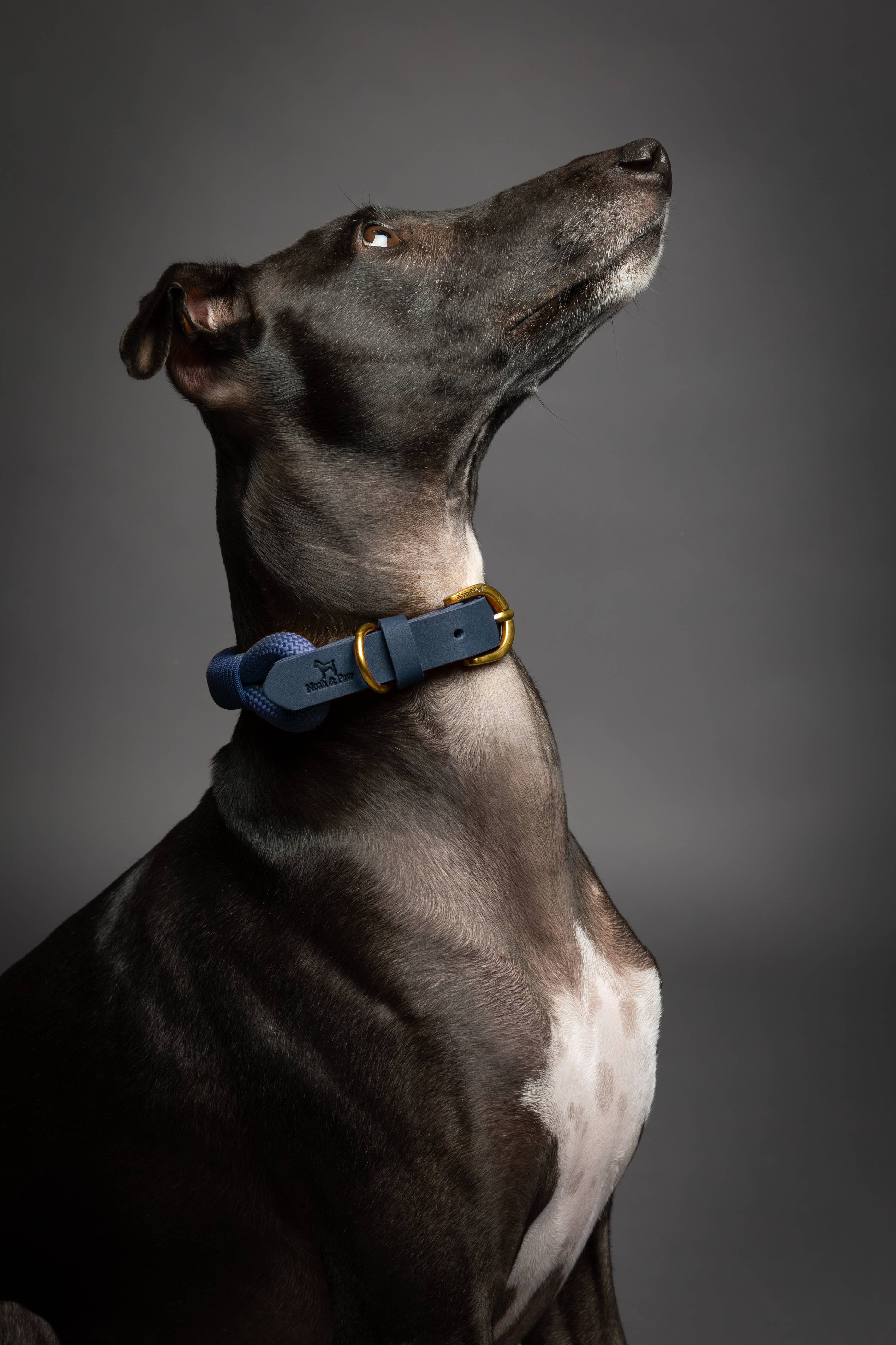 Dog Collar, Genuine Leather Combined with Paracord - 4 Color Options