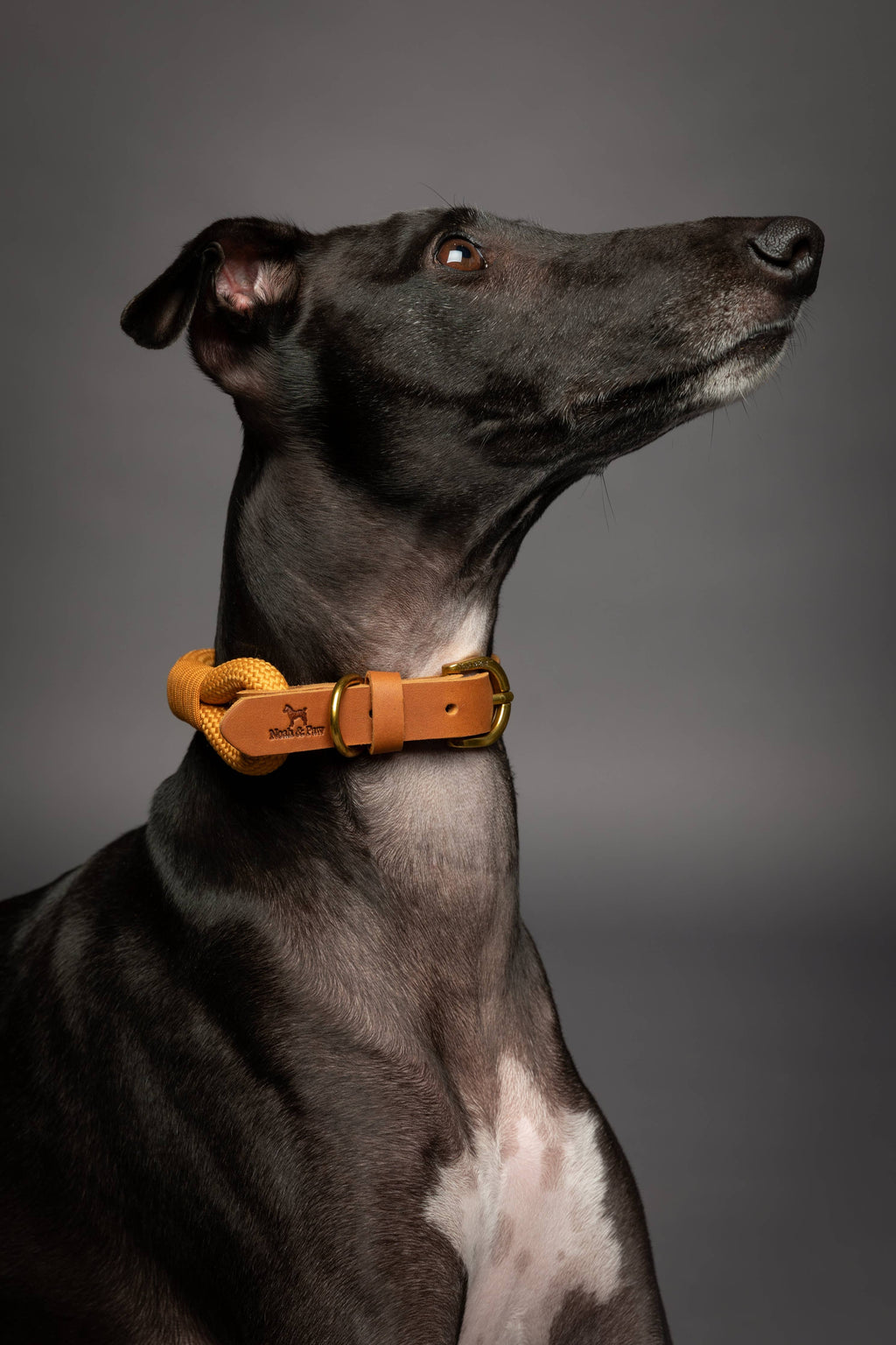 Dog Collar, Genuine Leather Combined with Paracord - 4 Color Options