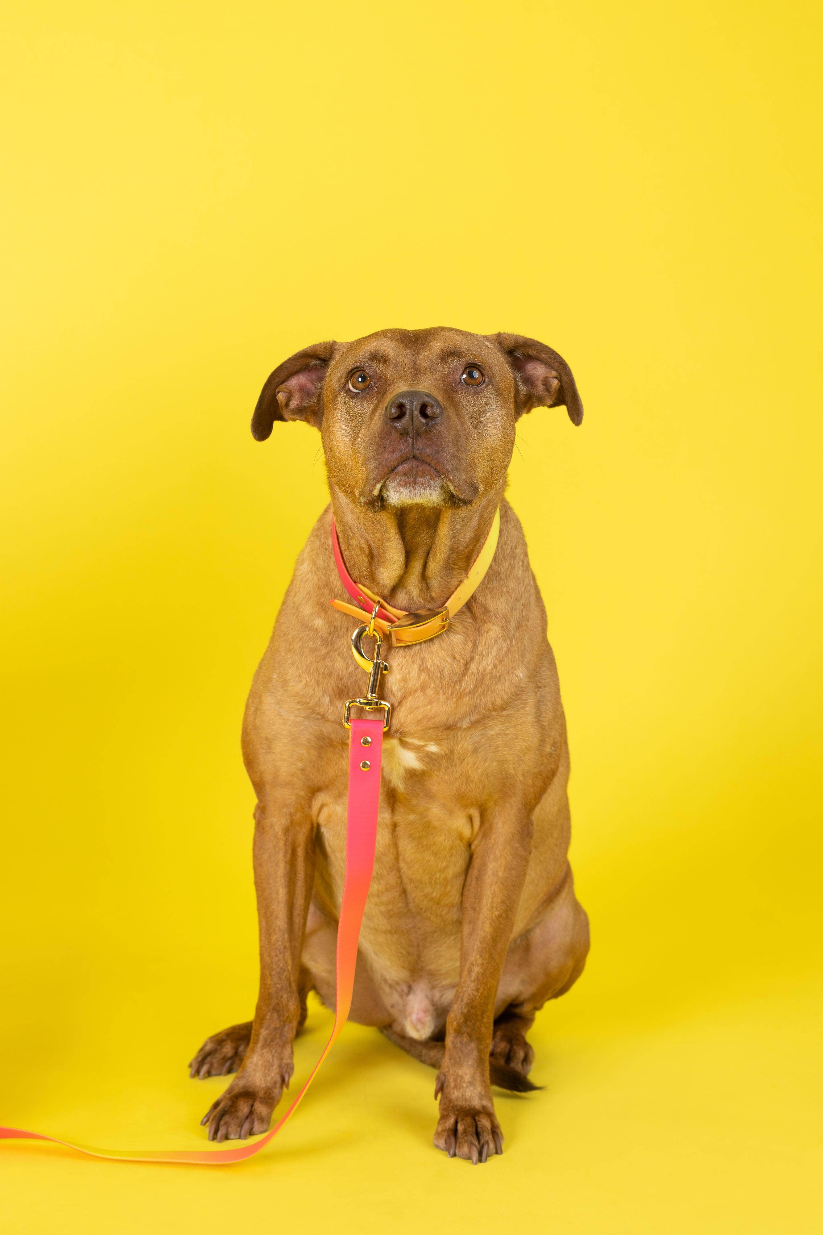 Katelin All Weather Waterproof Easy Clean Dog Collar