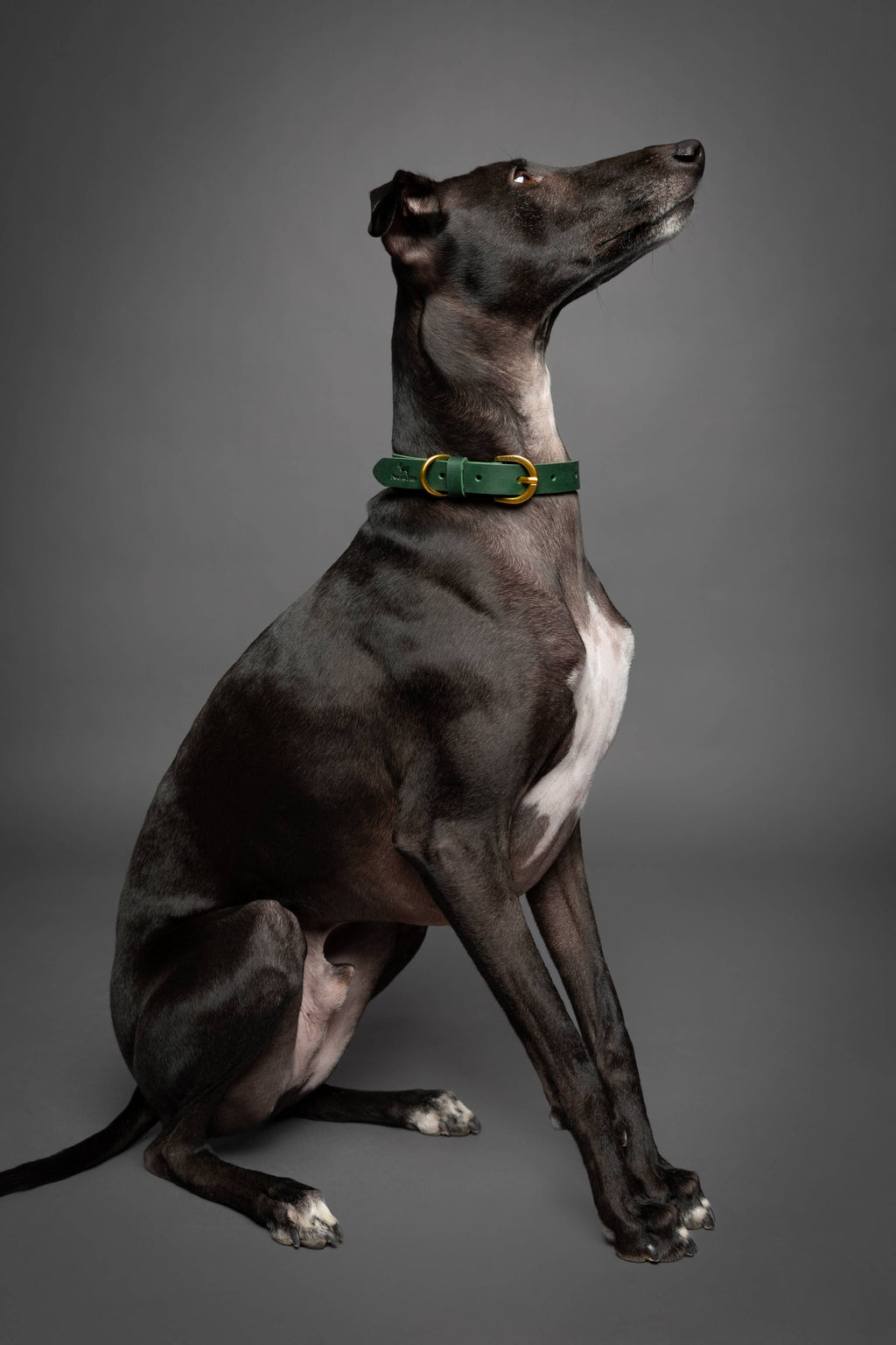 NOAH & PAW Dog Collar, Genuine Leather with Oil-Wax Finish, Heavy Duty Metal Buckle, 4 Color Options
