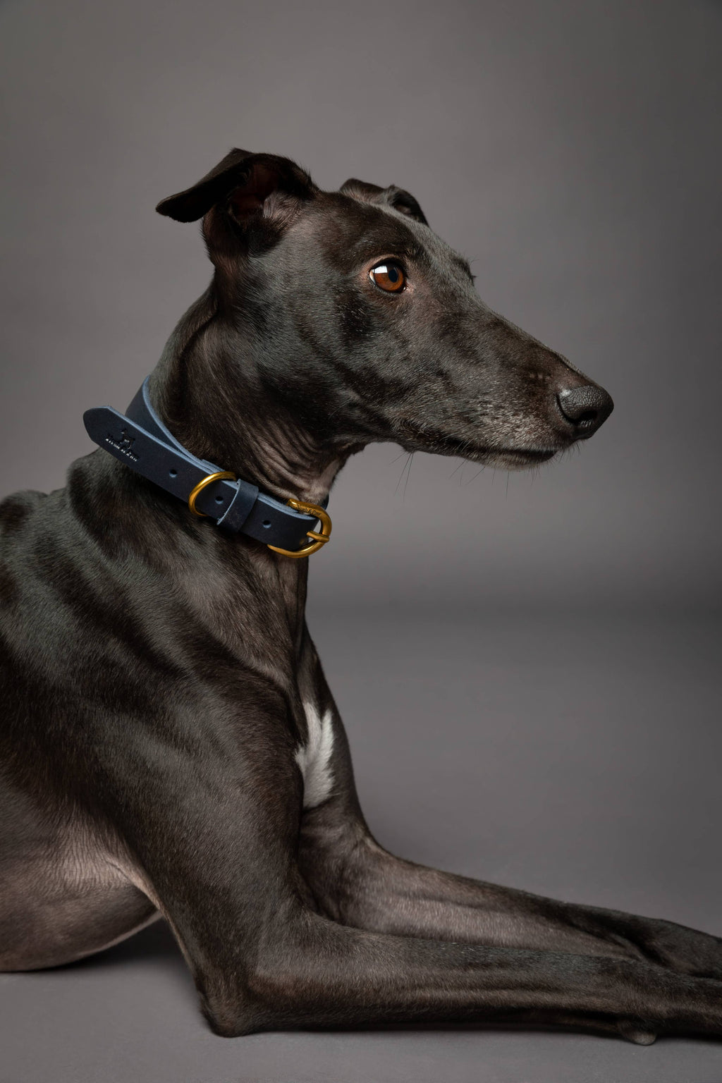 NOAH & PAW Dog Collar, Genuine Leather with Oil-Wax Finish, Heavy Duty Metal Buckle, 4 Color Options