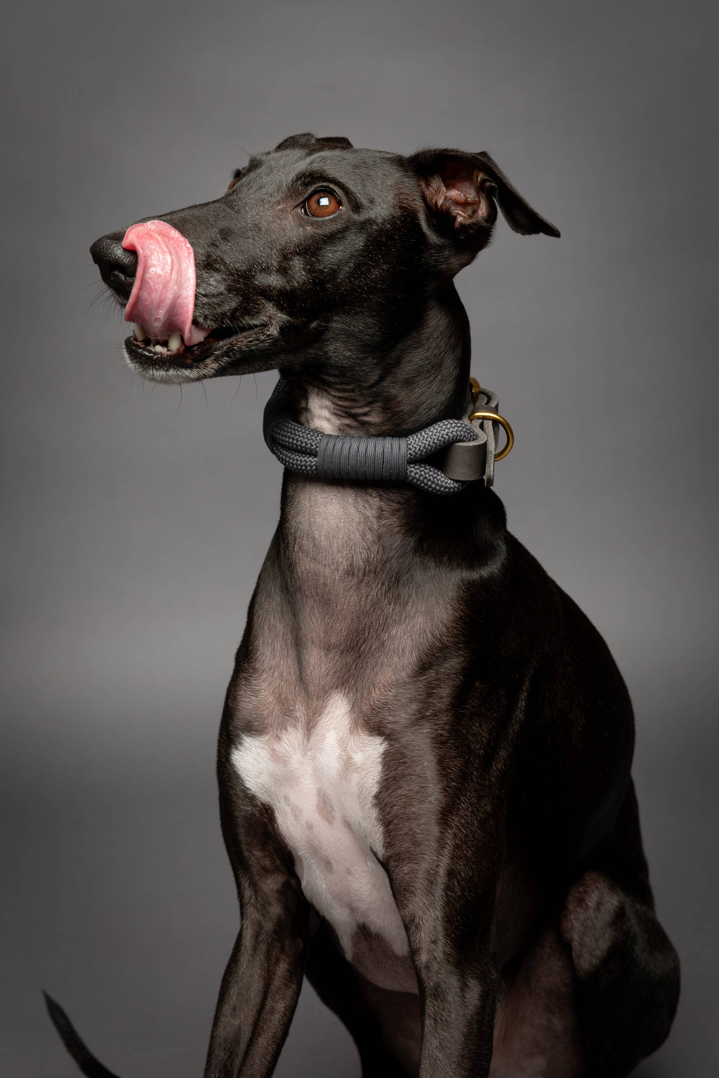 Dog Collar, Genuine Leather Combined with Paracord - 4 Color Options