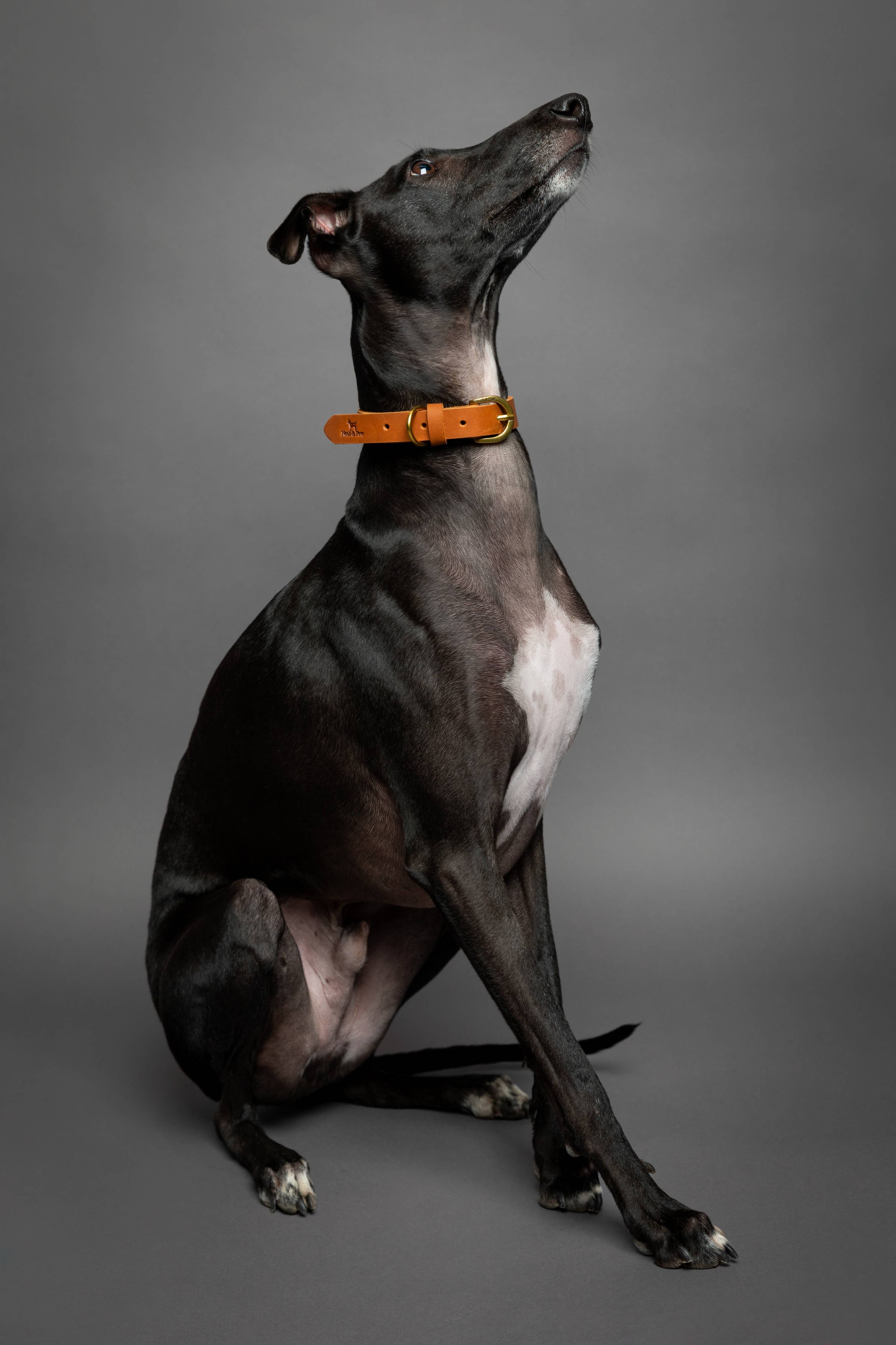NOAH & PAW Dog Collar, Genuine Leather with Oil-Wax Finish, Heavy Duty Metal Buckle, 4 Color Options