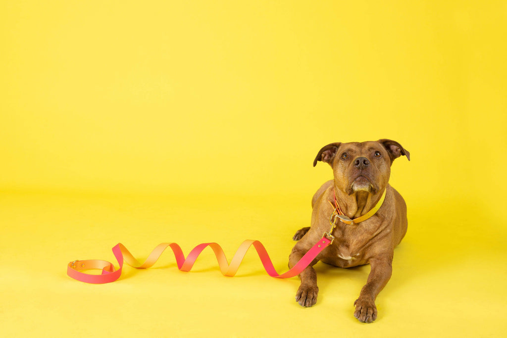 Katelin All Weather Waterproof Dog Leash | Easy Clean Leash