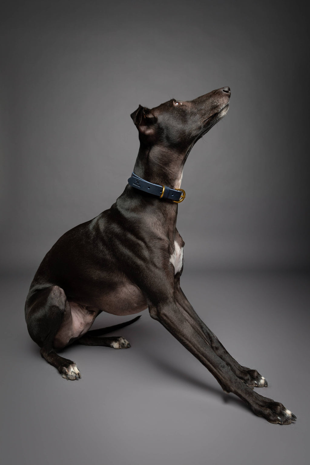 NOAH & PAW Dog Collar, Genuine Leather with Oil-Wax Finish, Heavy Duty Metal Buckle, 4 Color Options
