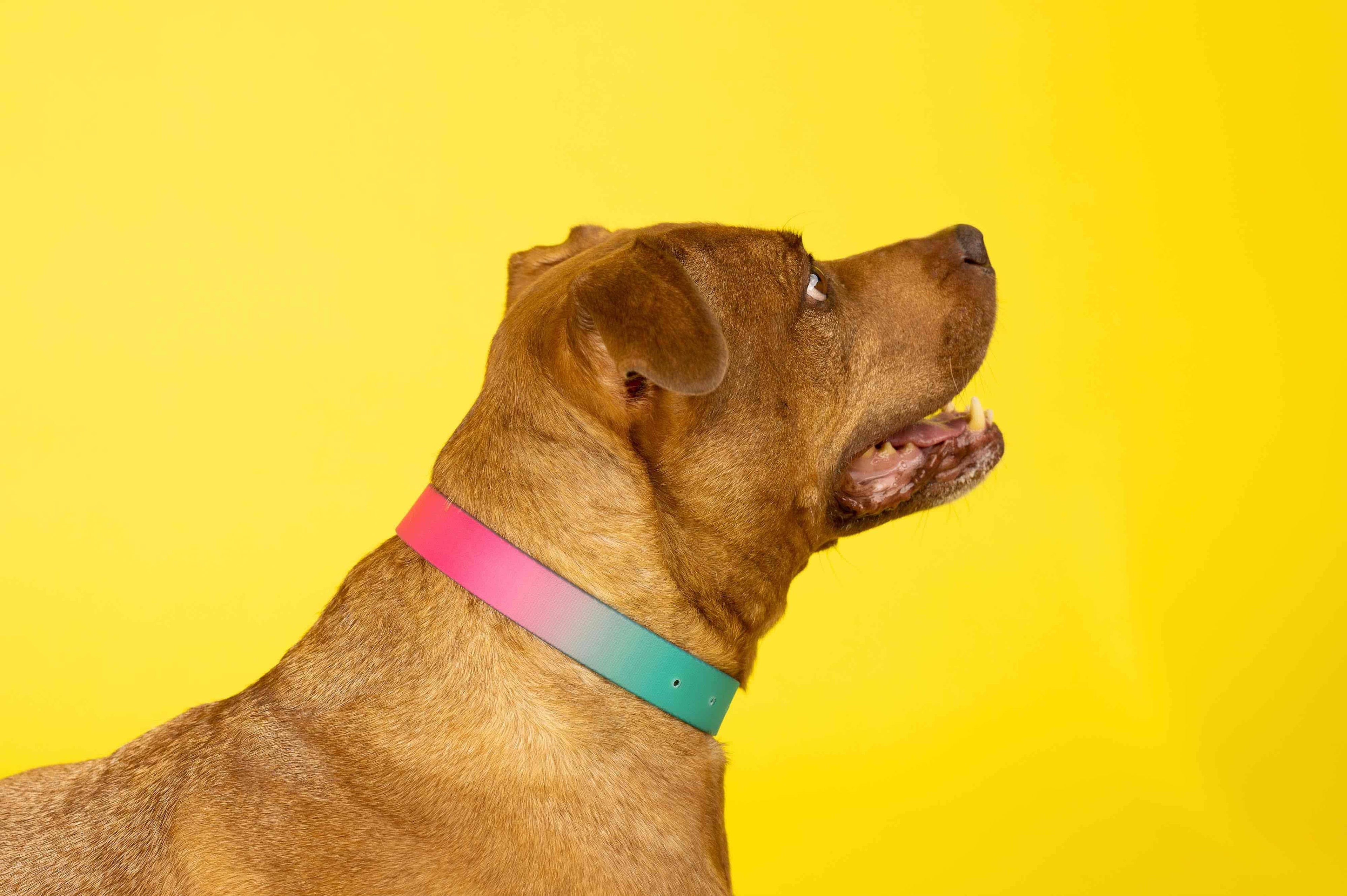 Pippa Waterproof Dog Collar | Swim Dog Collar