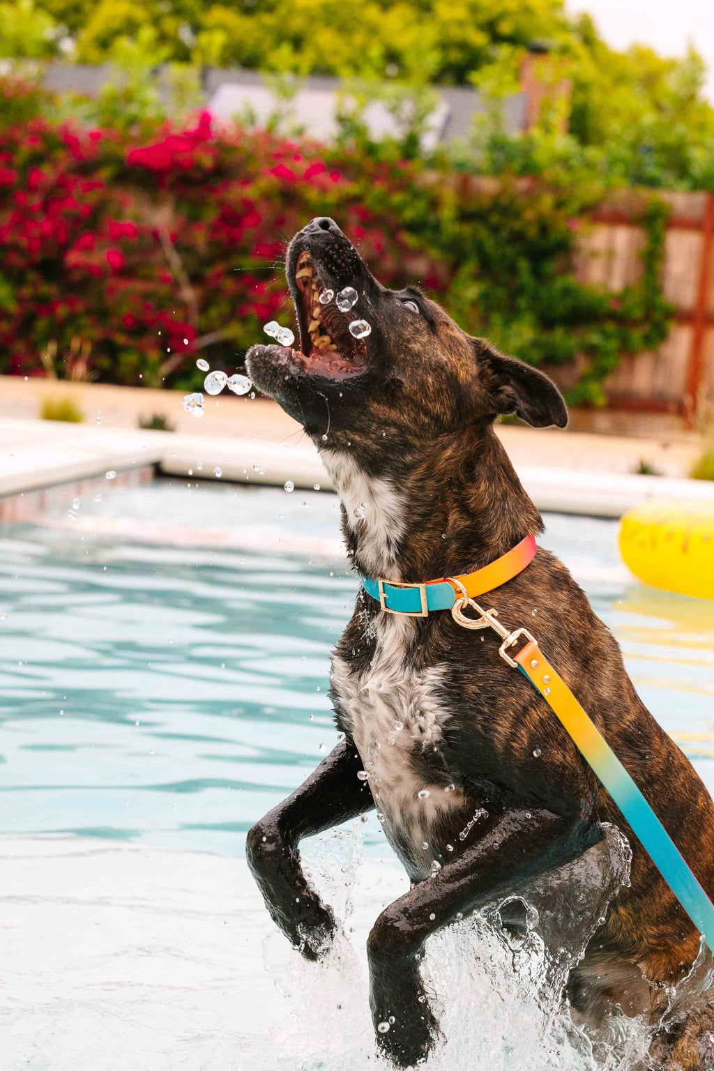 Pippa Waterproof Dog Collar | Swim Dog Collar