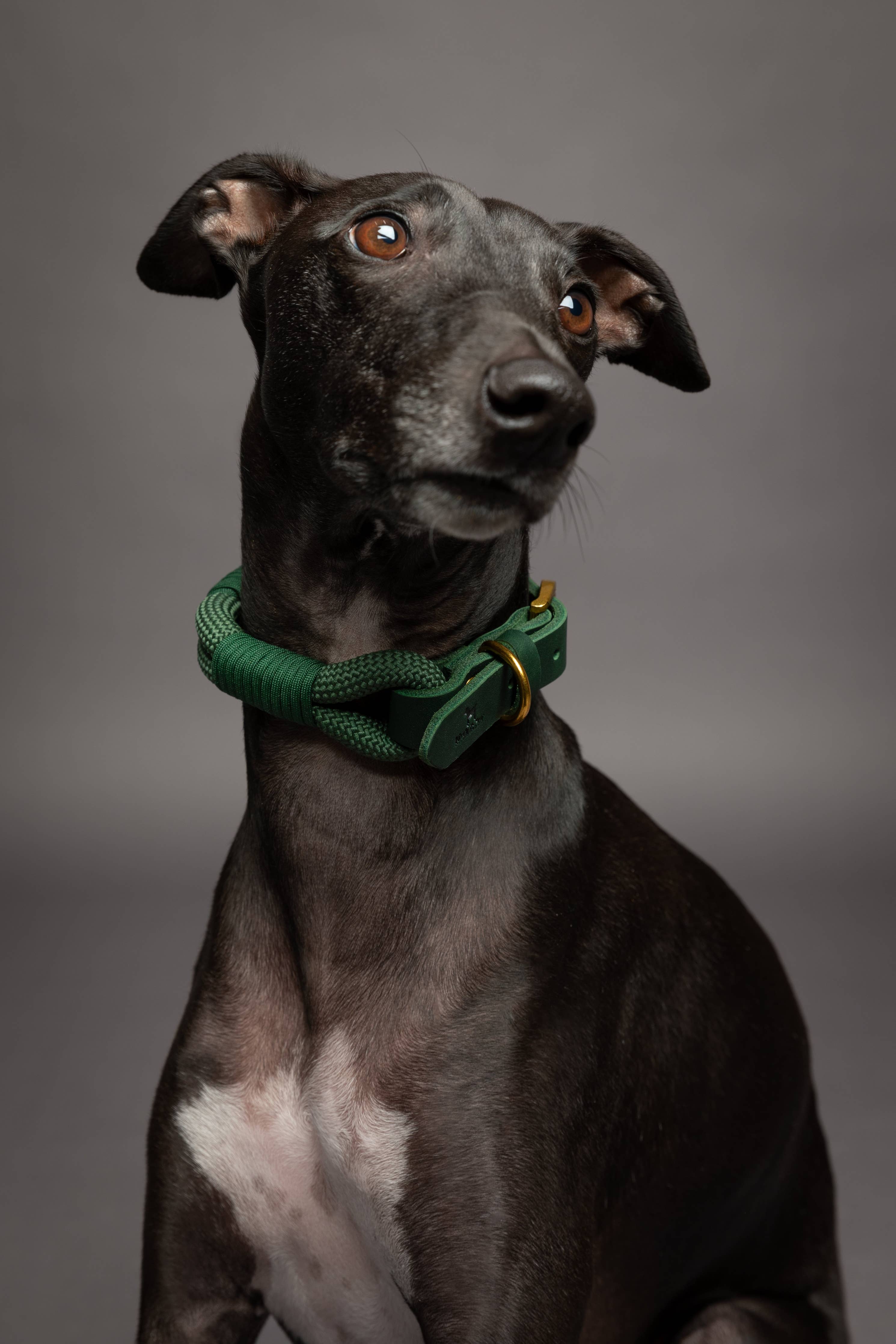 Dog Collar, Genuine Leather Combined with Paracord - 4 Color Options