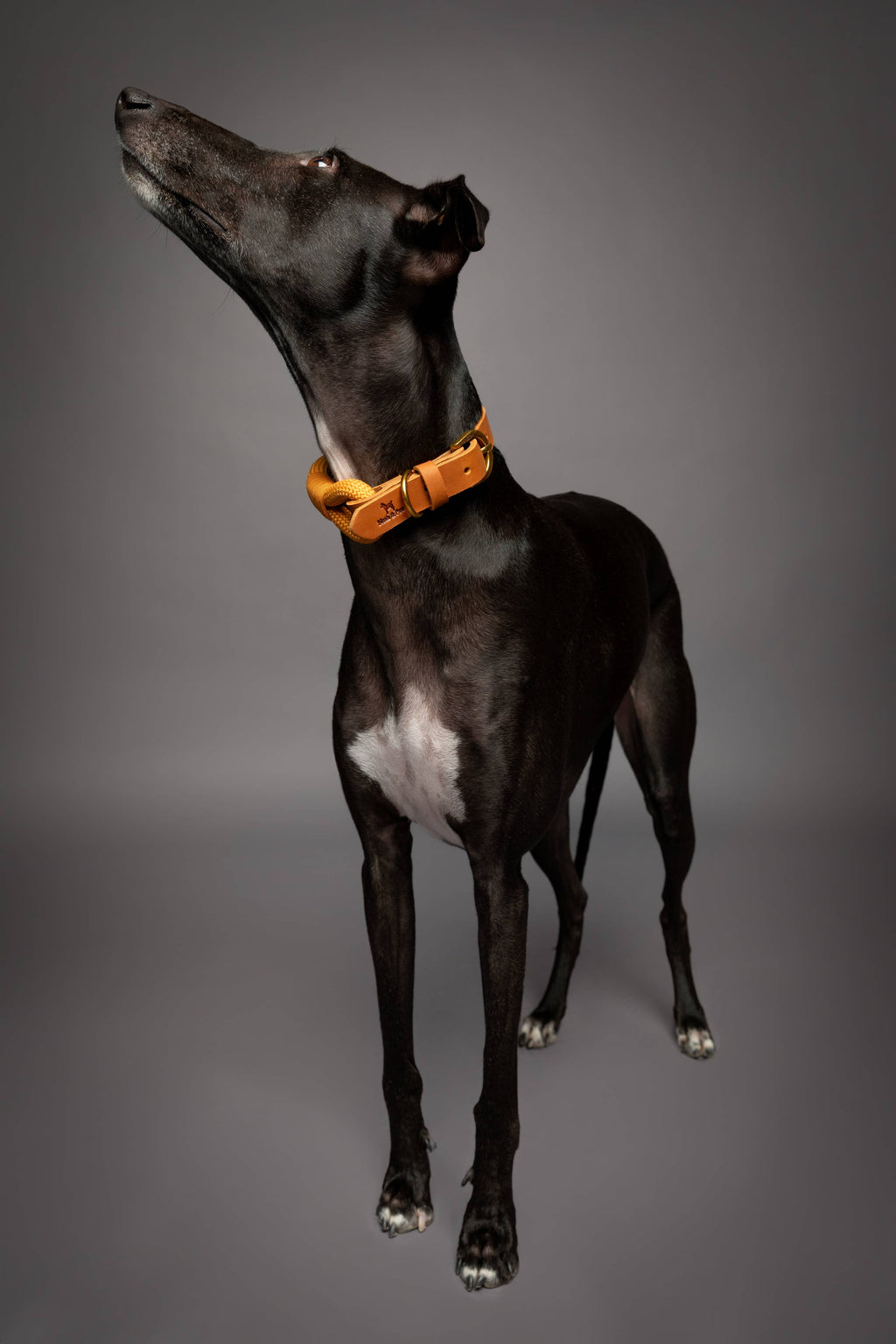 Dog Collar, Genuine Leather Combined with Paracord - 4 Color Options