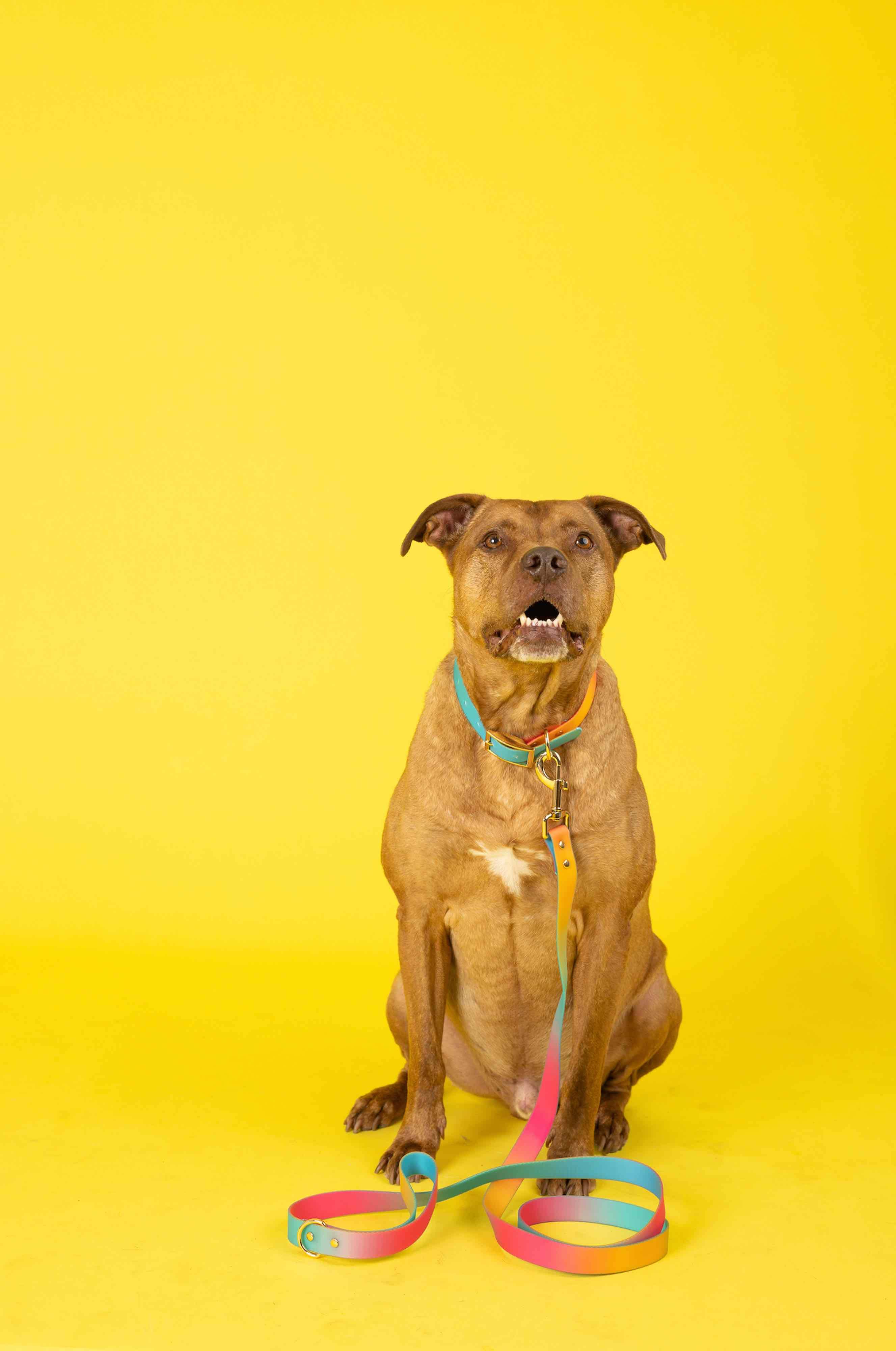 Pippa Waterproof Leash | Waterproof All Weather Dog Leash 