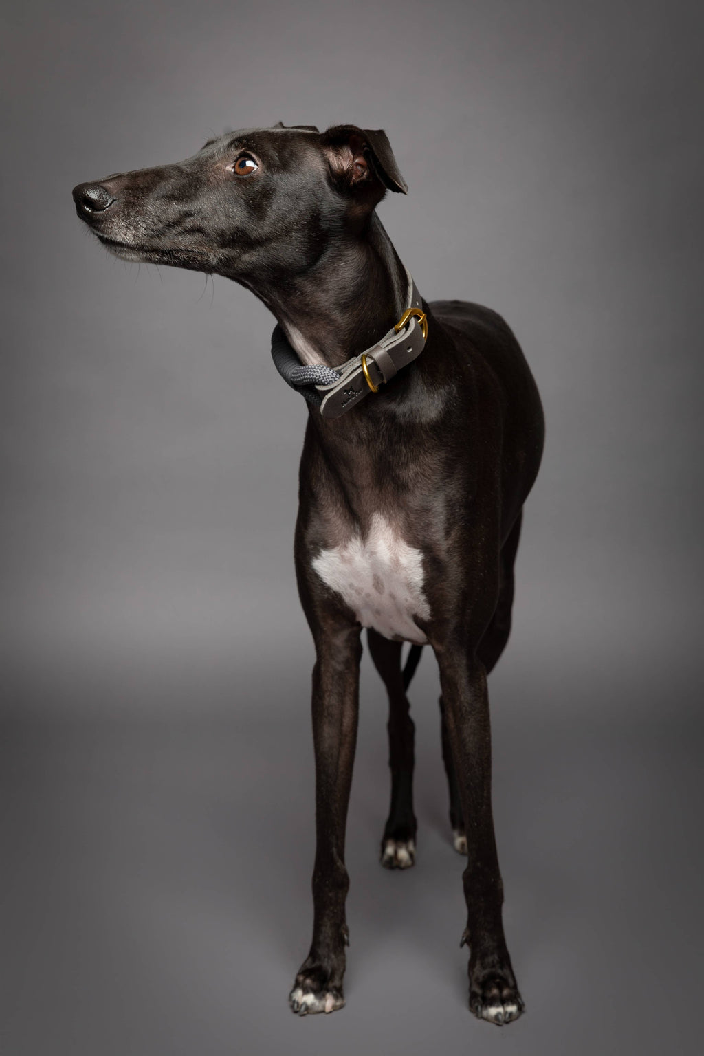 Dog Collar, Genuine Leather Combined with Paracord - 4 Color Options