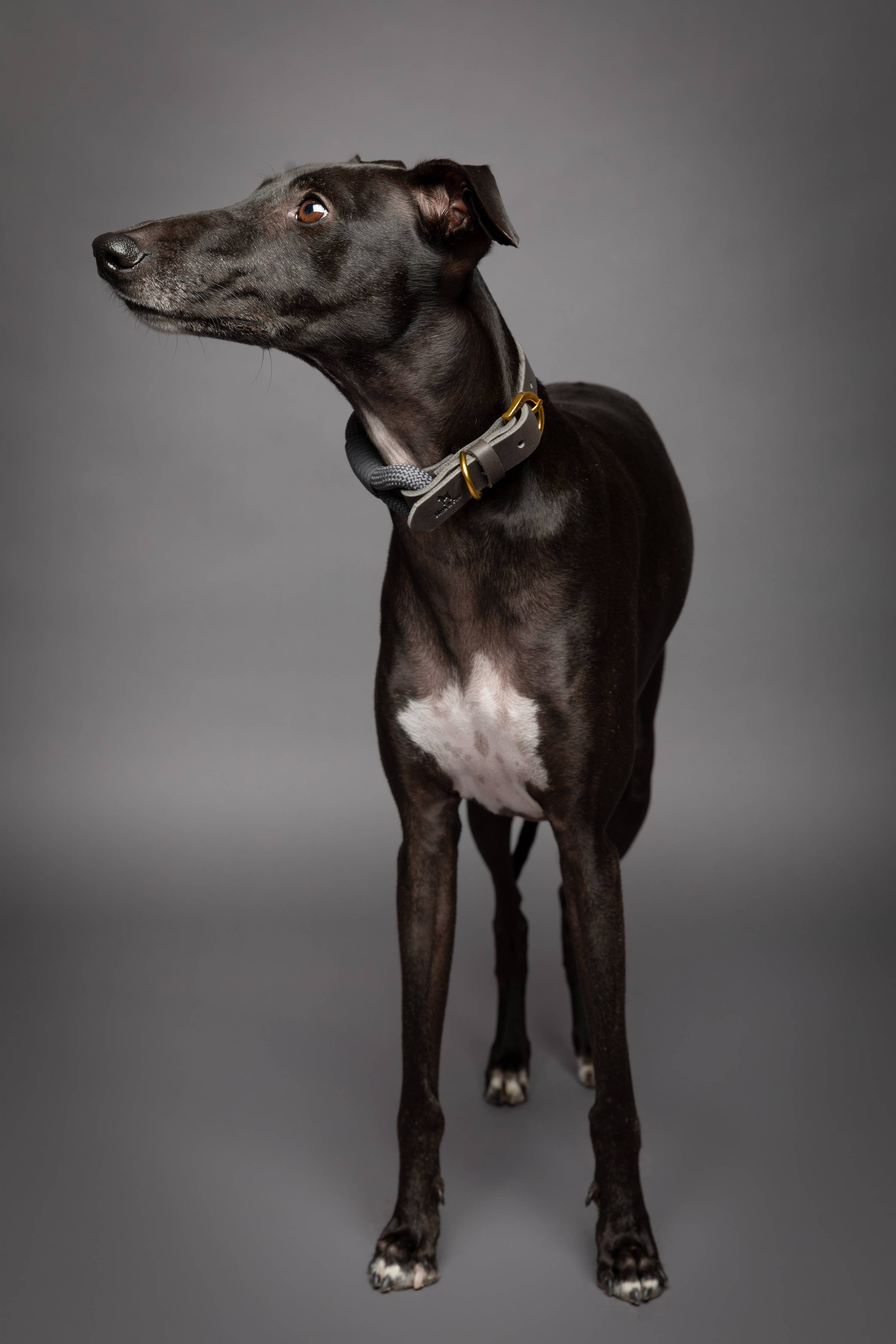 Dog Collar, Genuine Leather Combined with Paracord - 4 Color Options