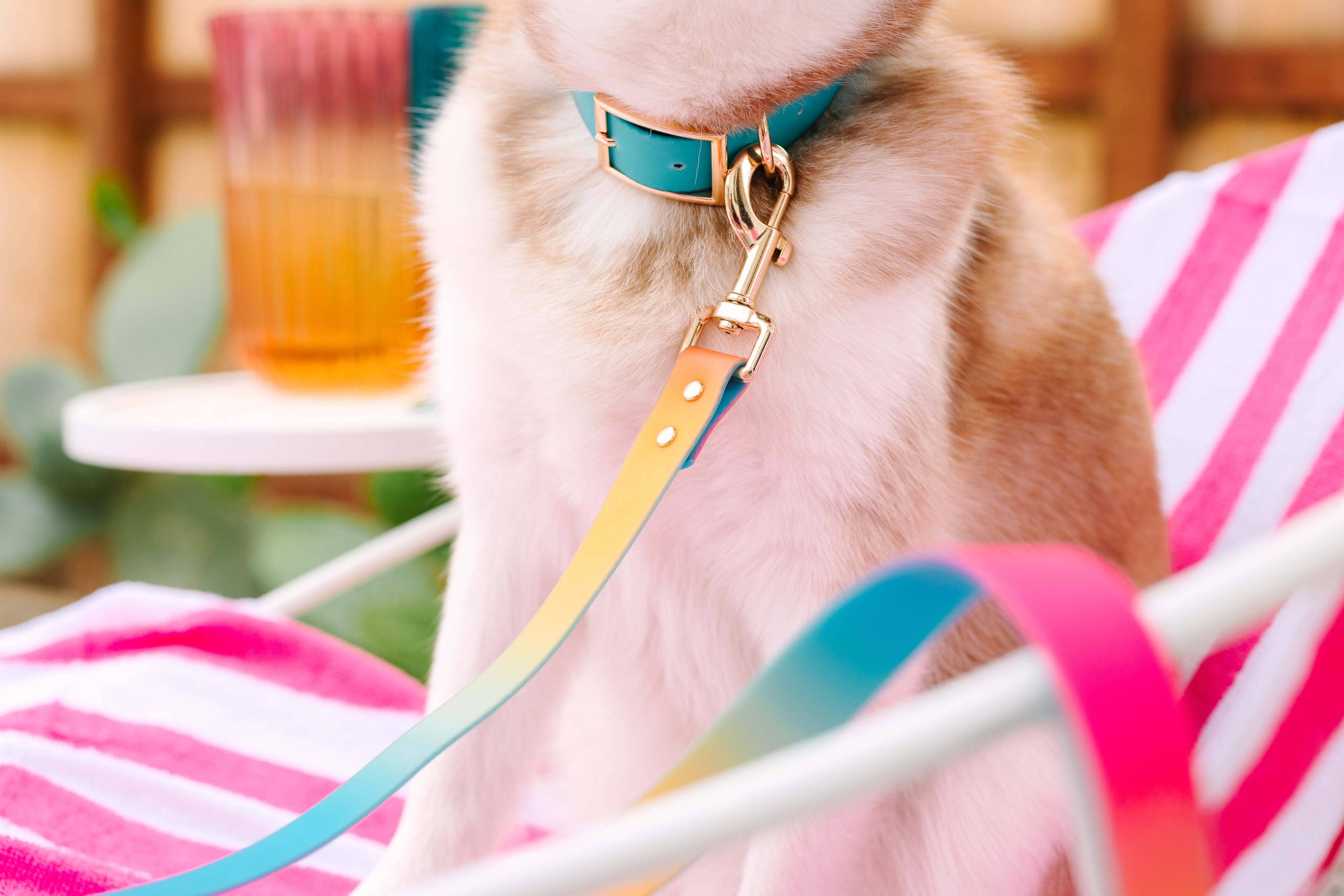 Pippa Waterproof Dog Collar | Swim Dog Collar