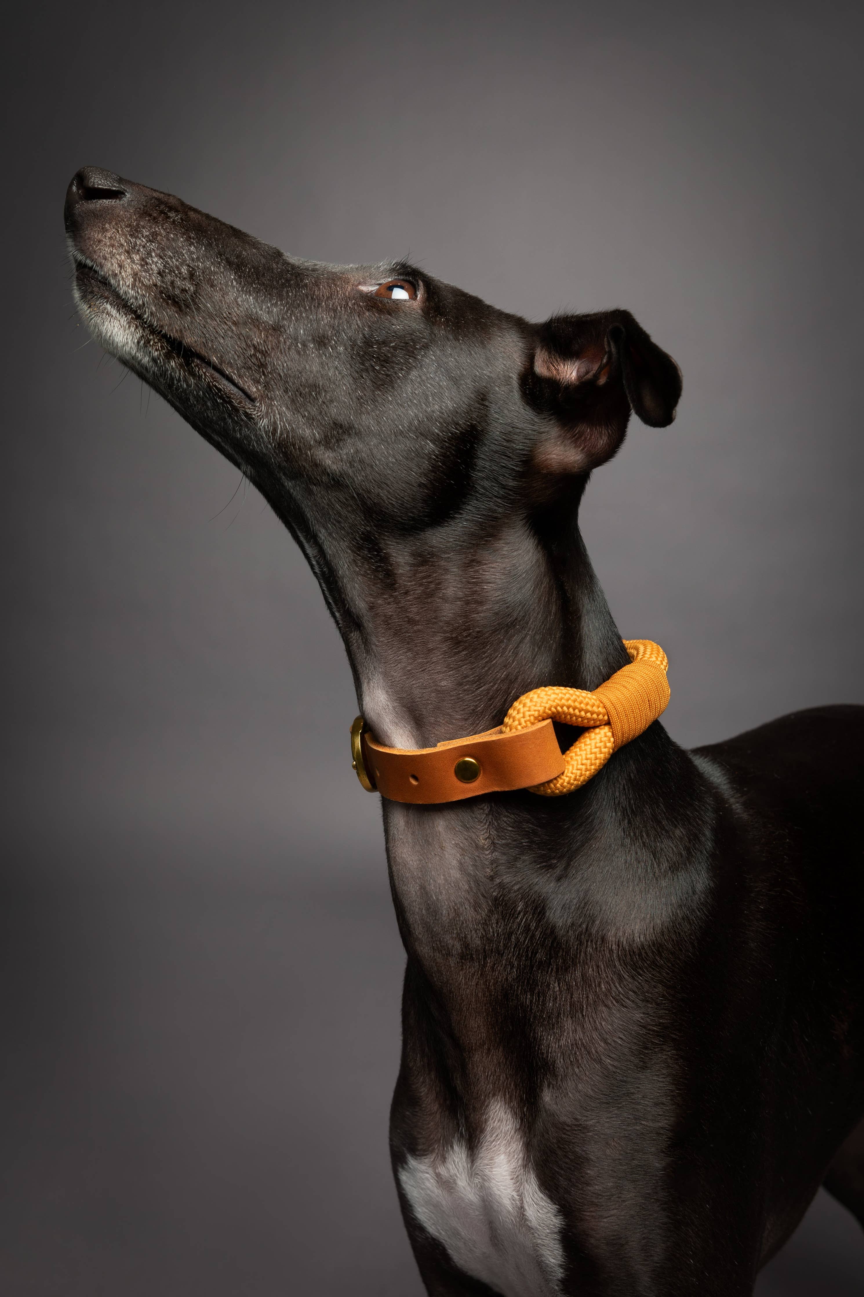 Dog Collar, Genuine Leather Combined with Paracord - 4 Color Options