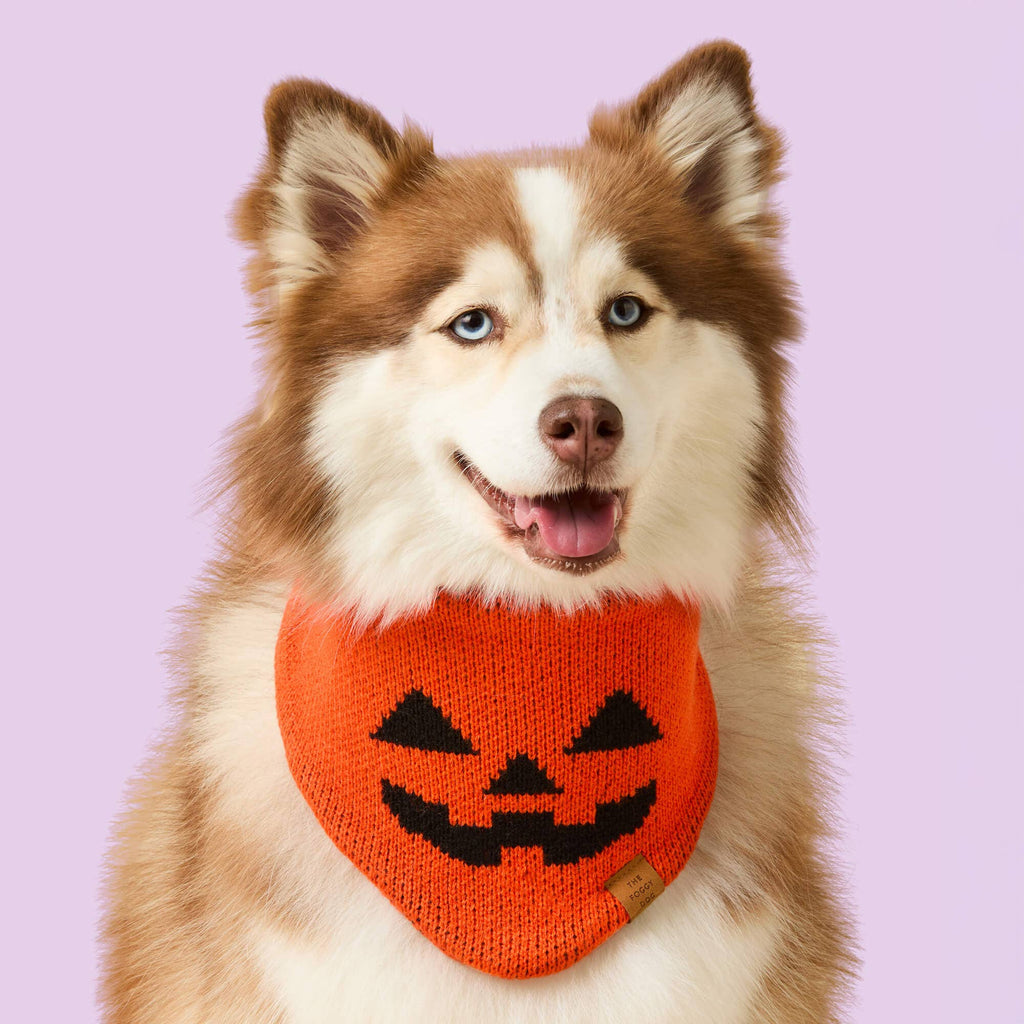 Jack-o’-Lantern Knit Dog Bandana