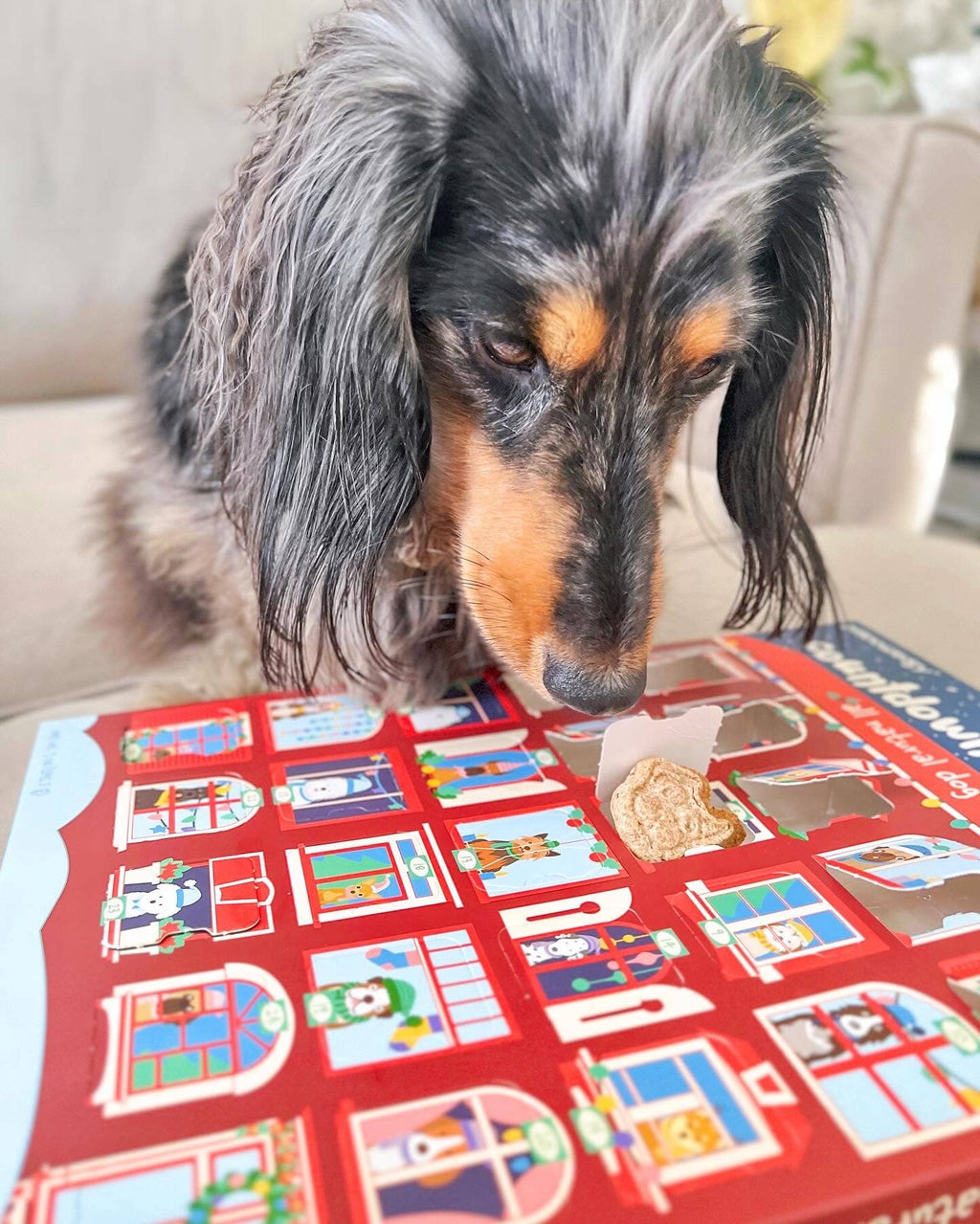 Advent Calendar - 25 Days of Dog Treats - Holiday
