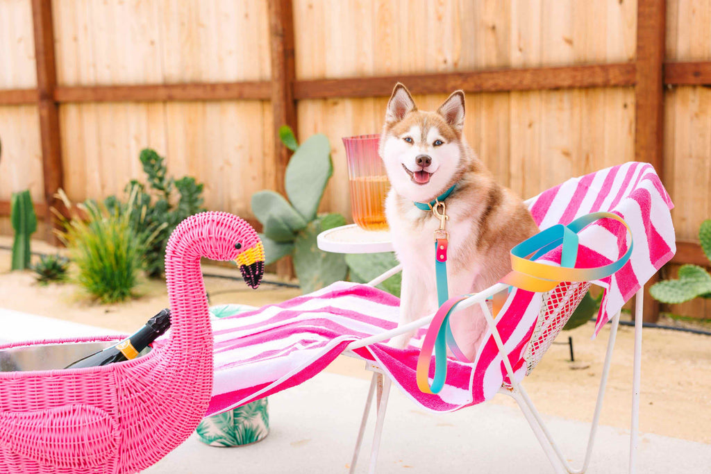 Pippa Waterproof Leash | Waterproof All Weather Dog Leash 