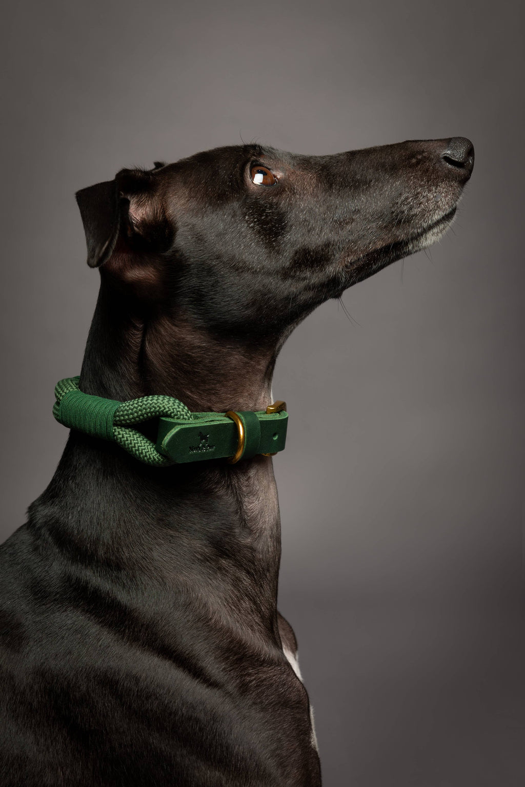 Dog Collar, Genuine Leather Combined with Paracord - 4 Color Options