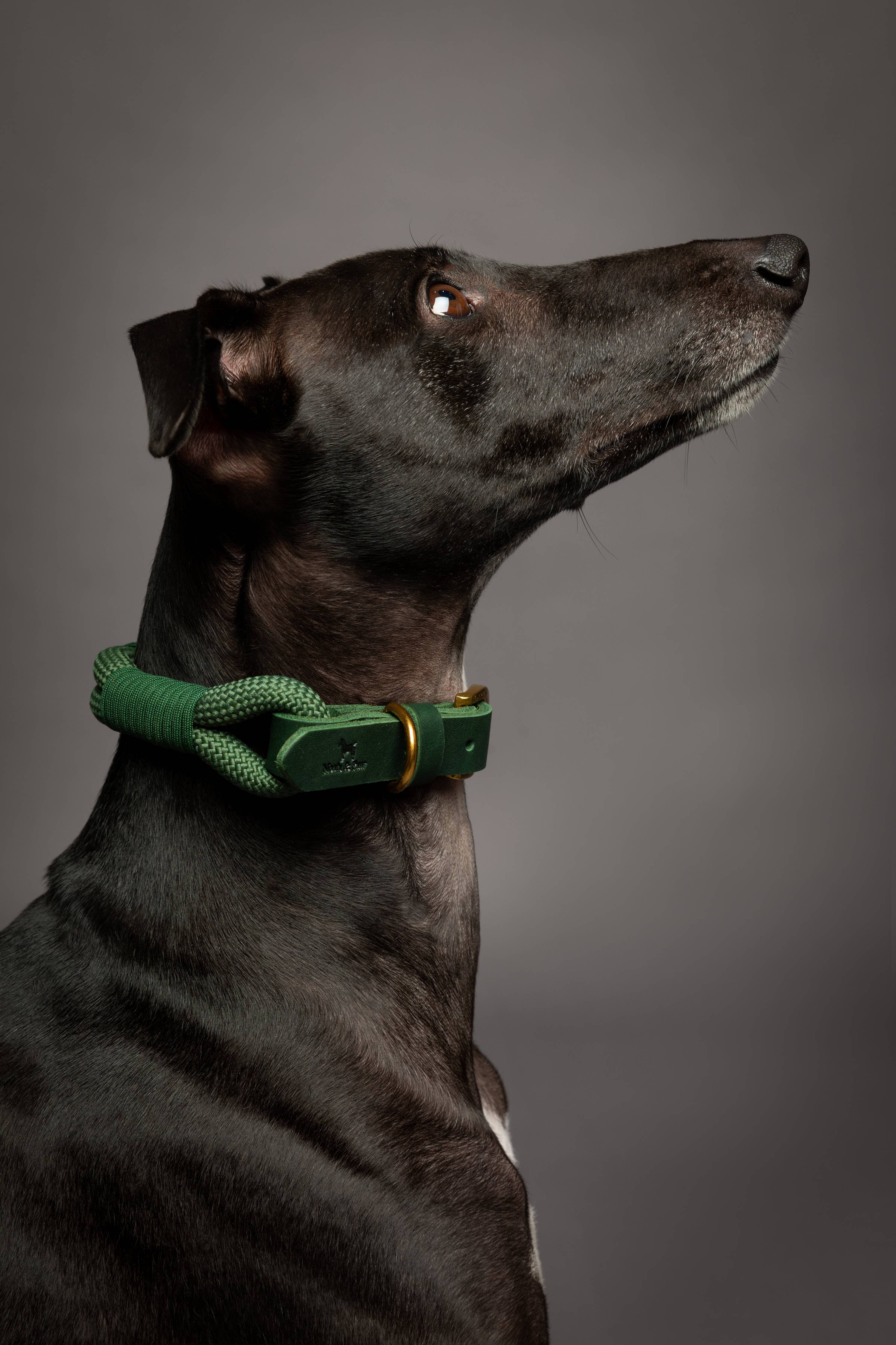 Dog Collar, Genuine Leather Combined with Paracord - 4 Color Options