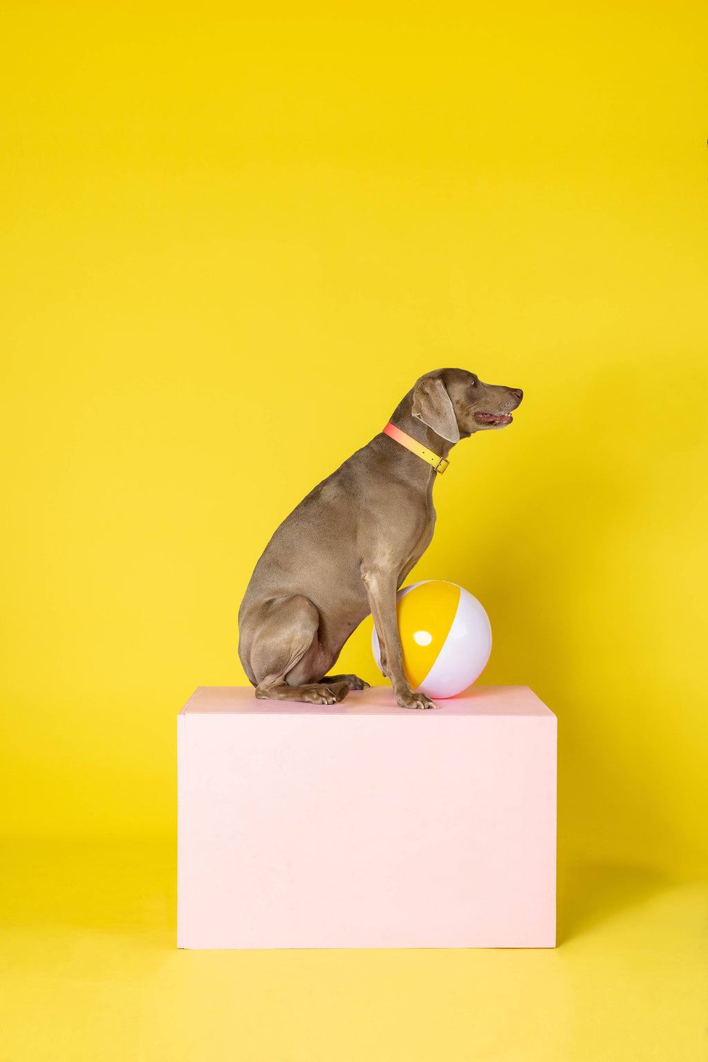 Katelin All Weather Waterproof Easy Clean Dog Collar