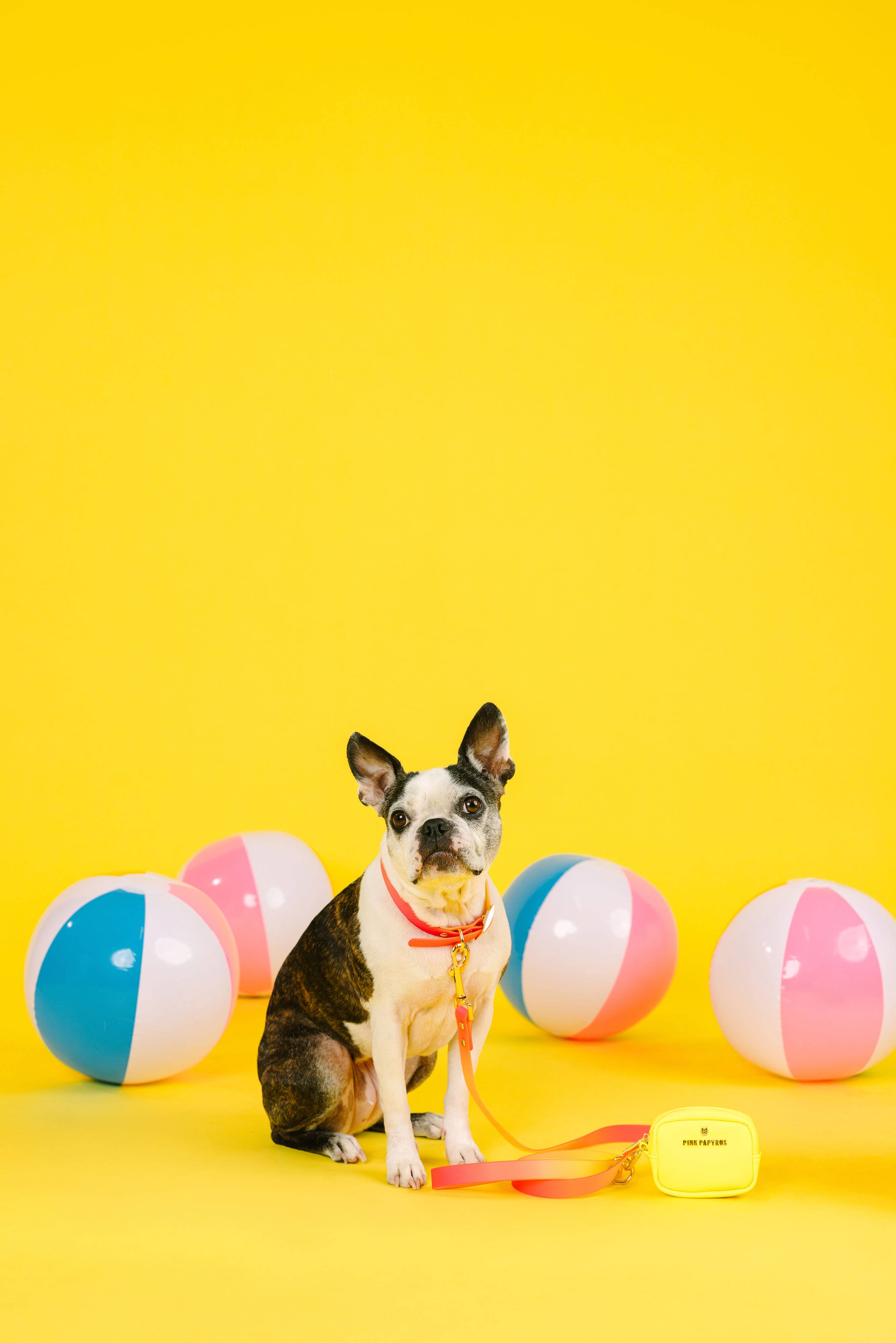 Katelin All Weather Waterproof Easy Clean Dog Collar