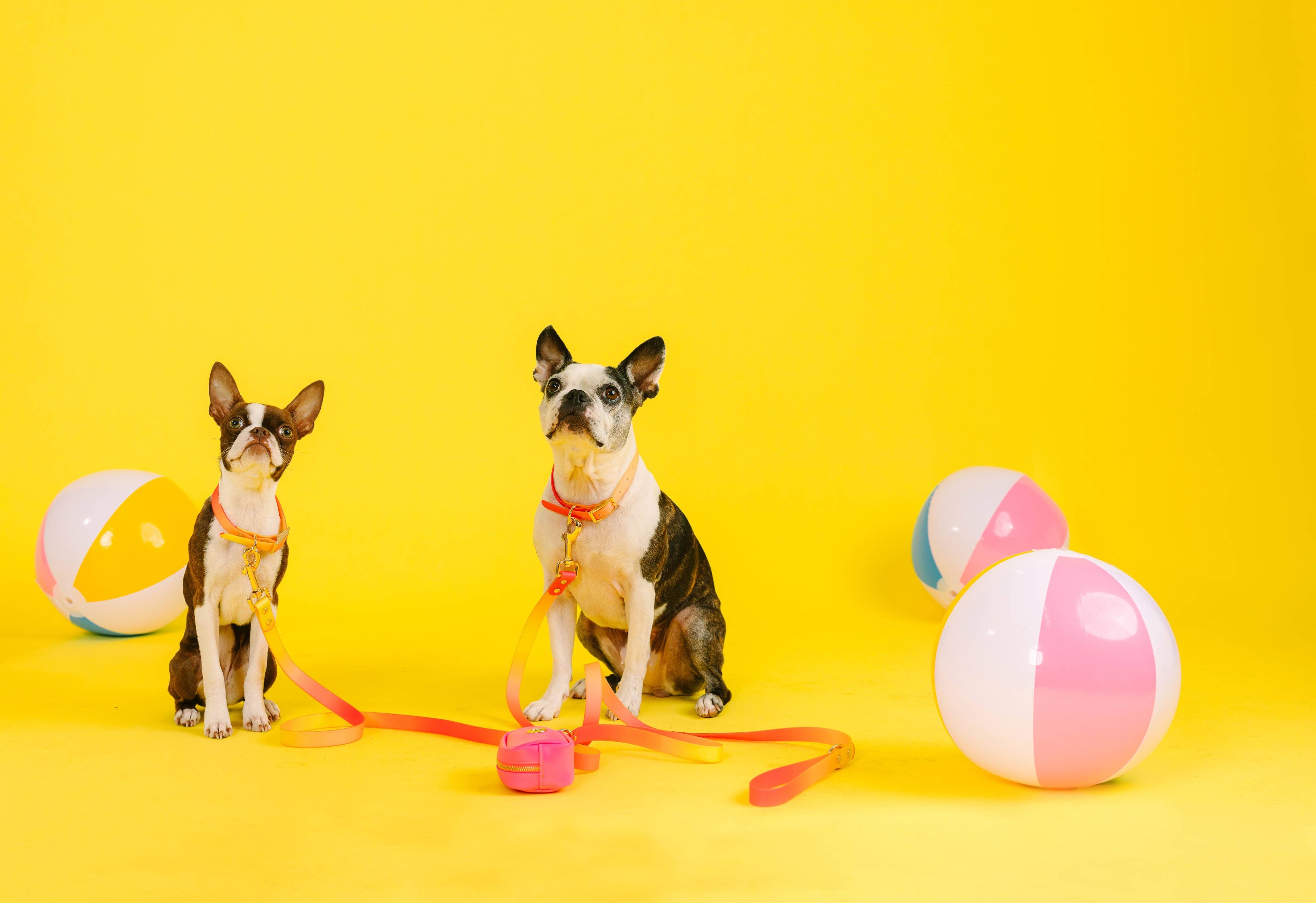 Katelin All Weather Waterproof Dog Leash | Easy Clean Leash