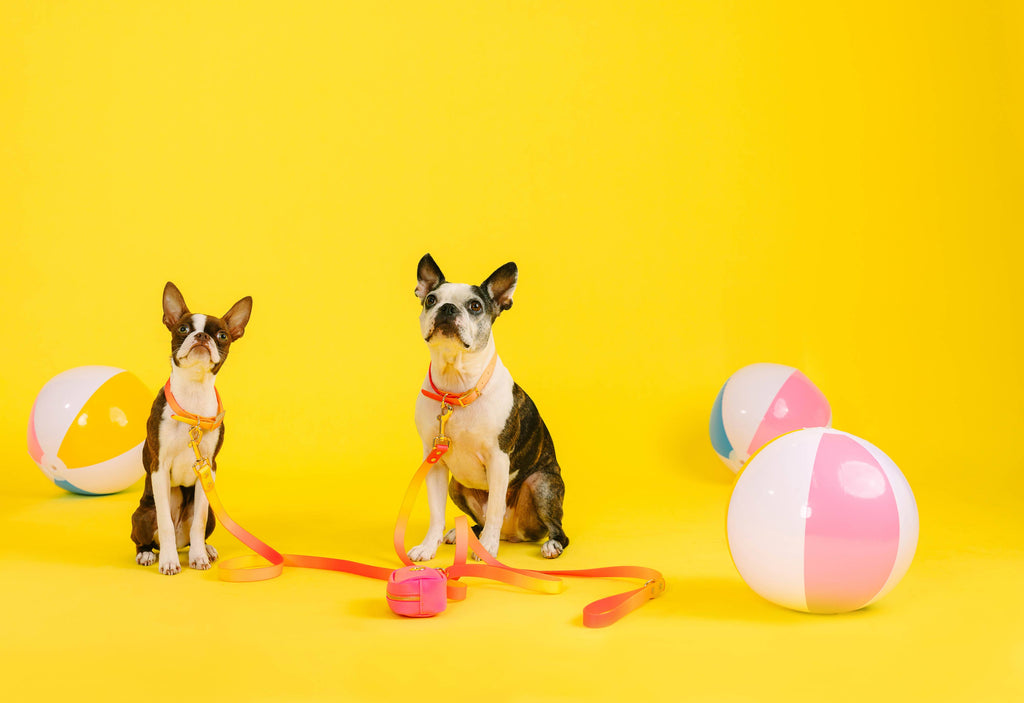 Katelin All Weather Waterproof Easy Clean Dog Collar