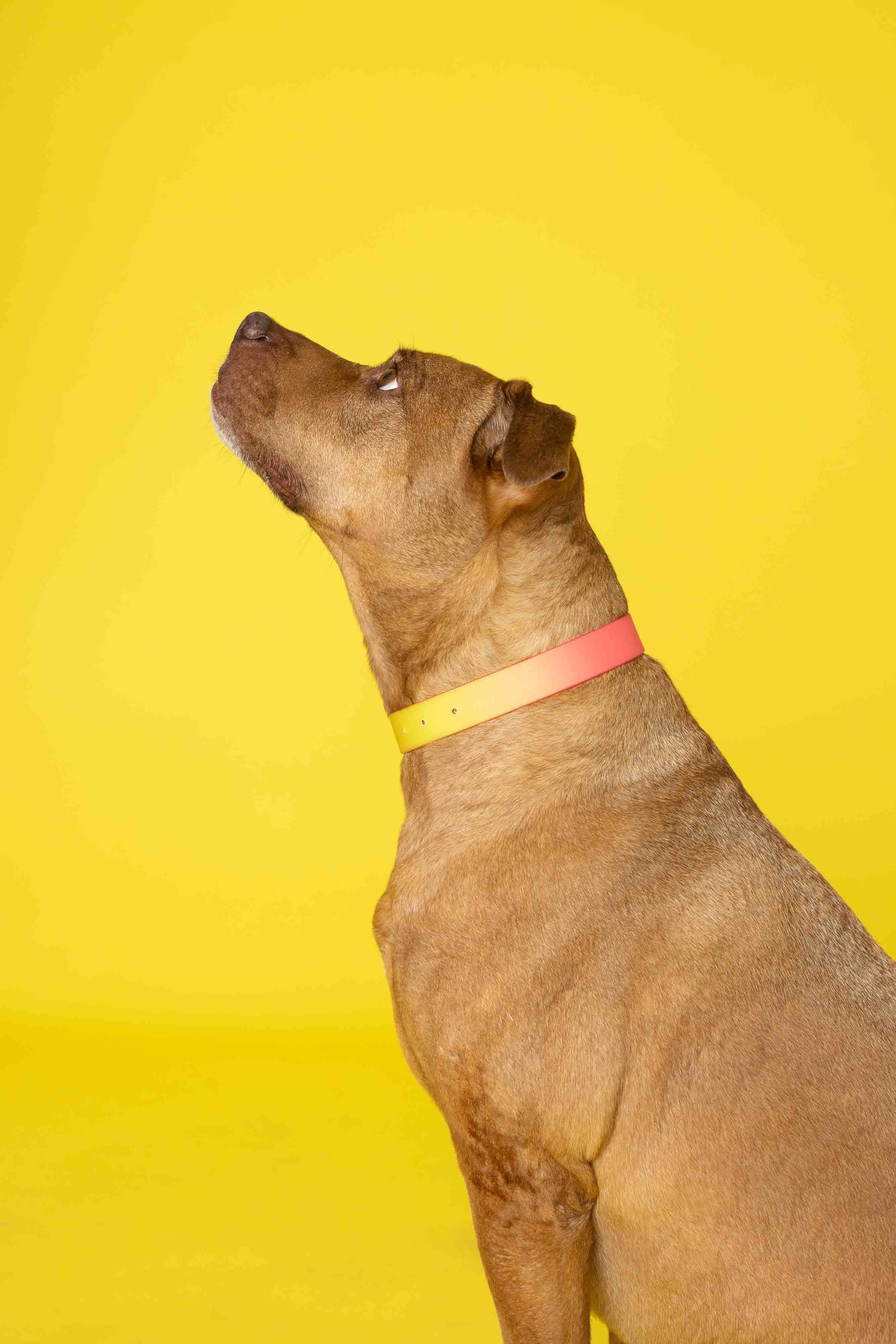 Katelin All Weather Waterproof Easy Clean Dog Collar