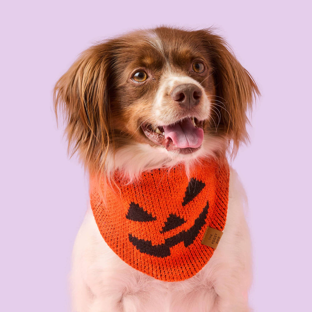 Jack-o’-Lantern Knit Dog Bandana