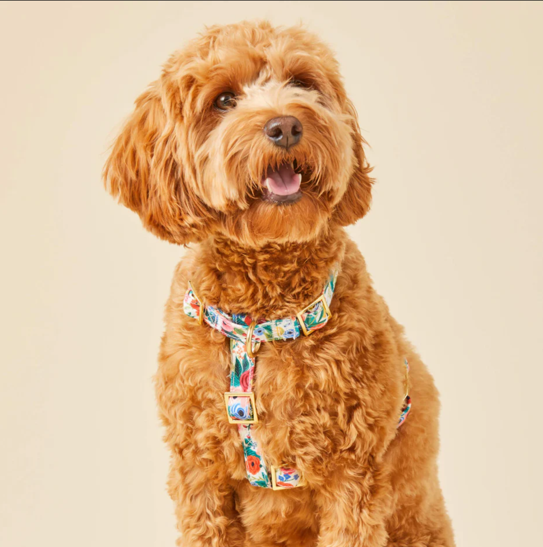 Rifle Paper Co. x TFD Garden Party Harness