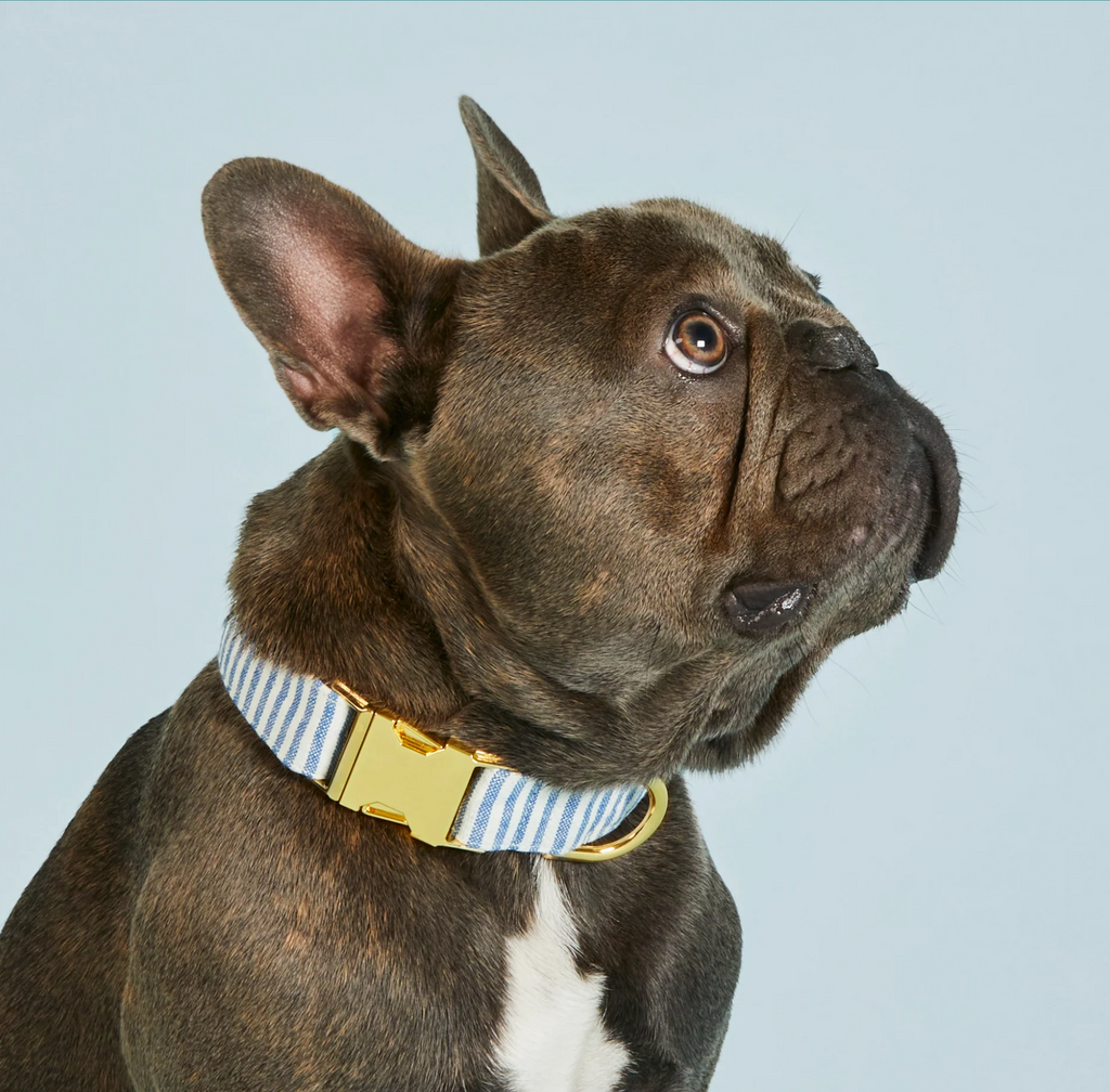 Lake Blue Stripe Summer Dog Collar