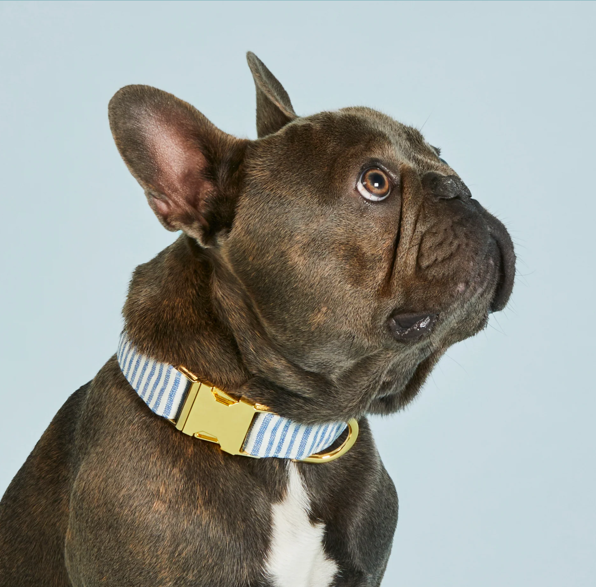 Lake Blue Stripe Summer Dog Collar