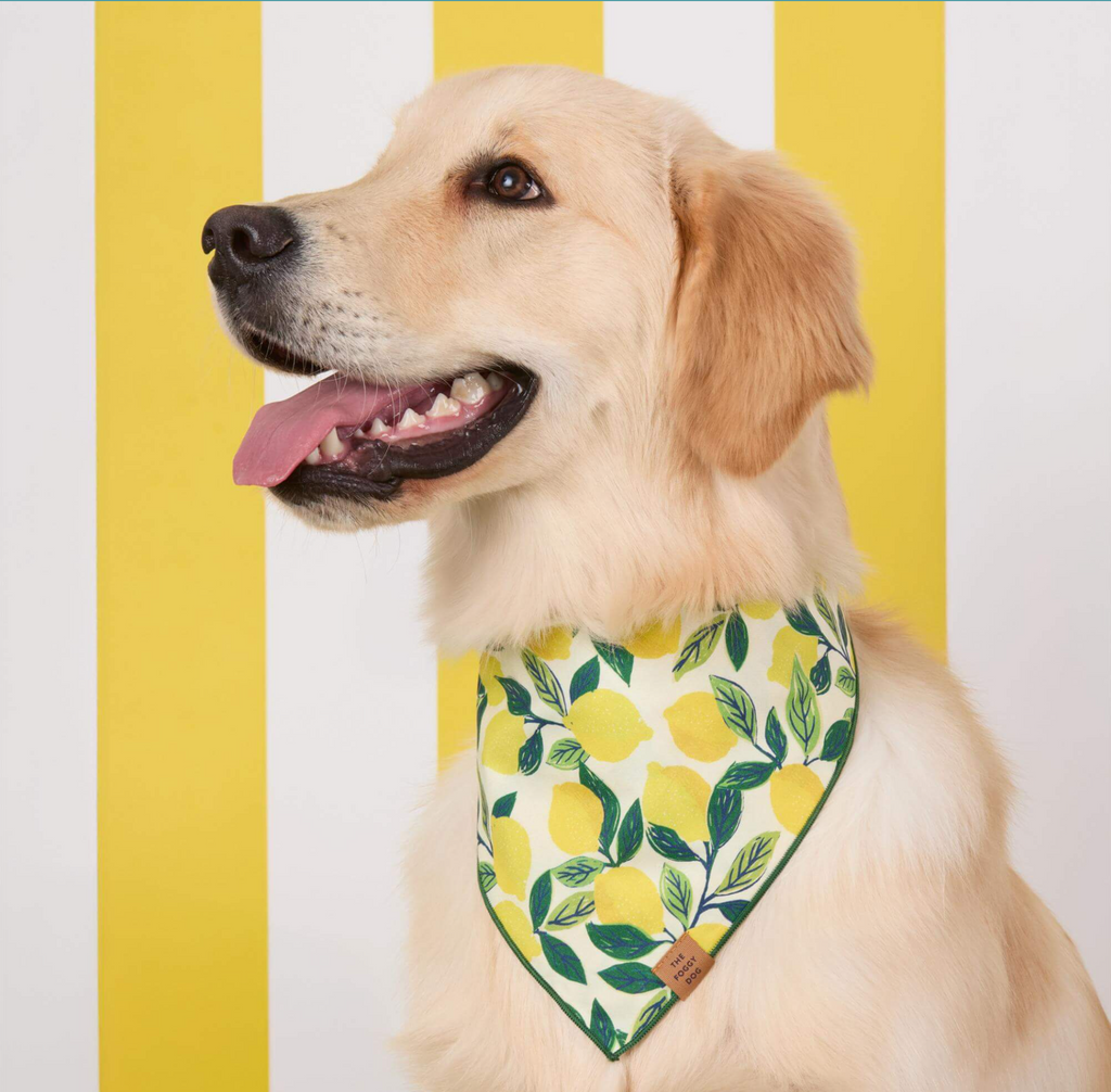 Lemon Zest Dog Bandana