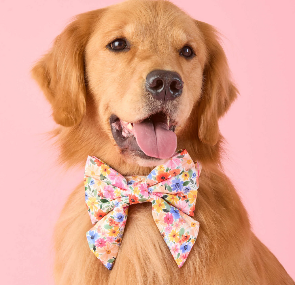 Margaux Lady Dog Bow