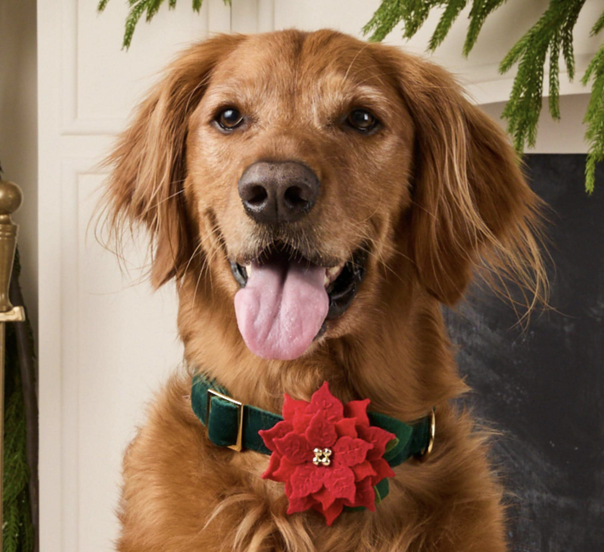 Poinsettia Dog Collar Flower