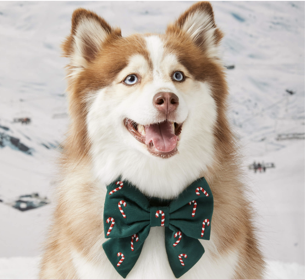 Candy Canes Embroidered Holiday Lady Dog Bow