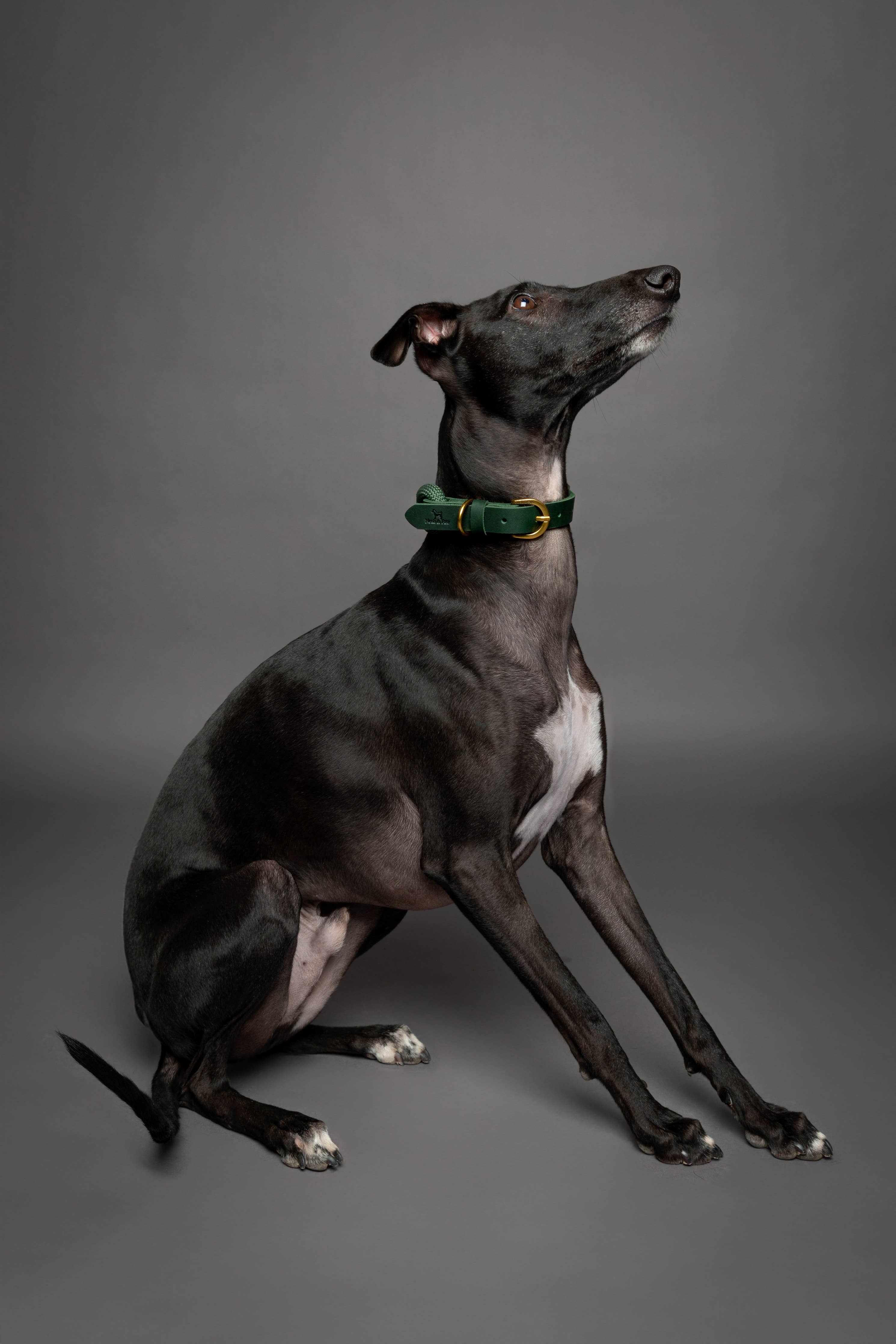 Dog Collar, Genuine Leather Combined with Paracord - 4 Color Options