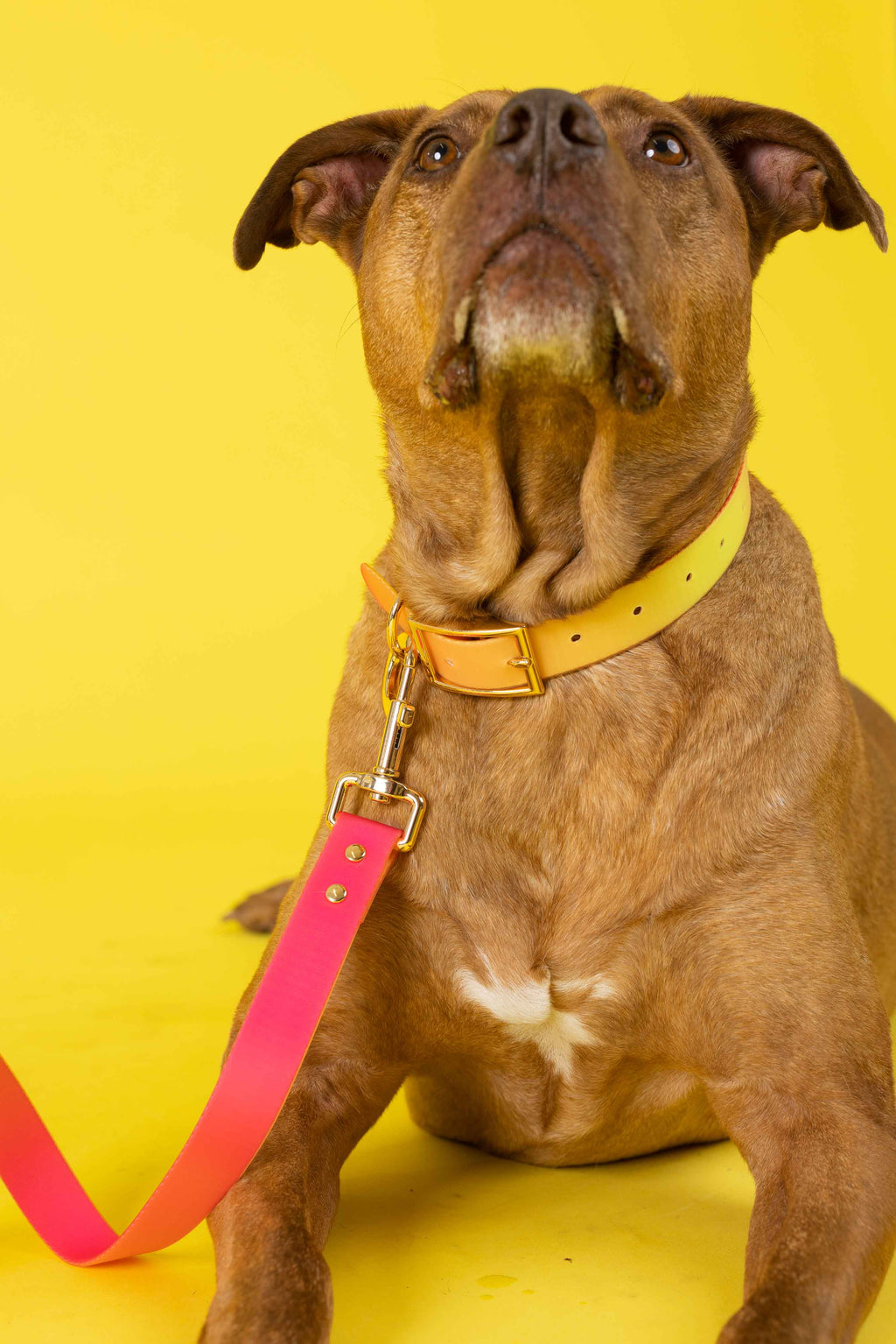 Katelin All Weather Waterproof Easy Clean Dog Collar