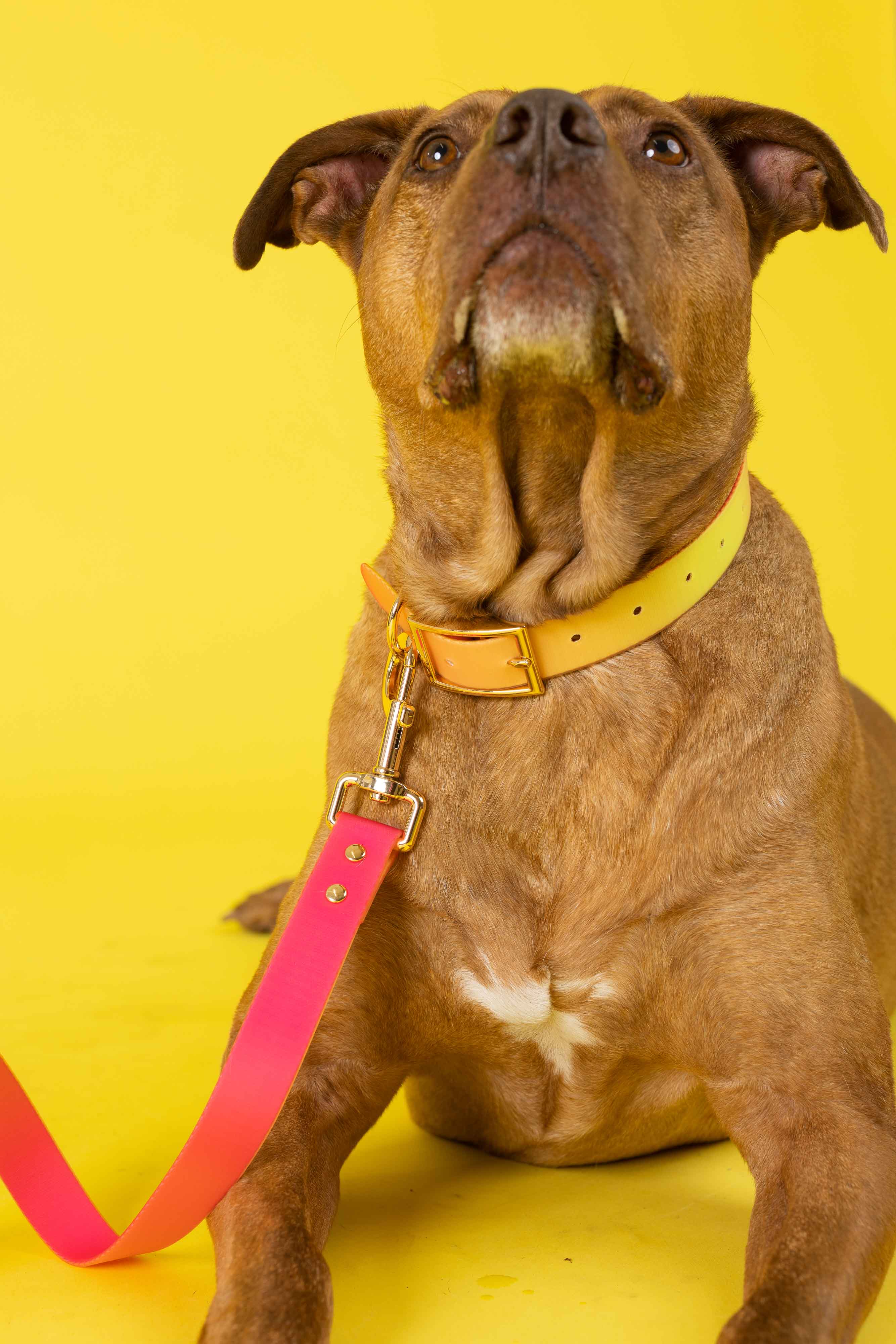 Katelin All Weather Waterproof Easy Clean Dog Collar