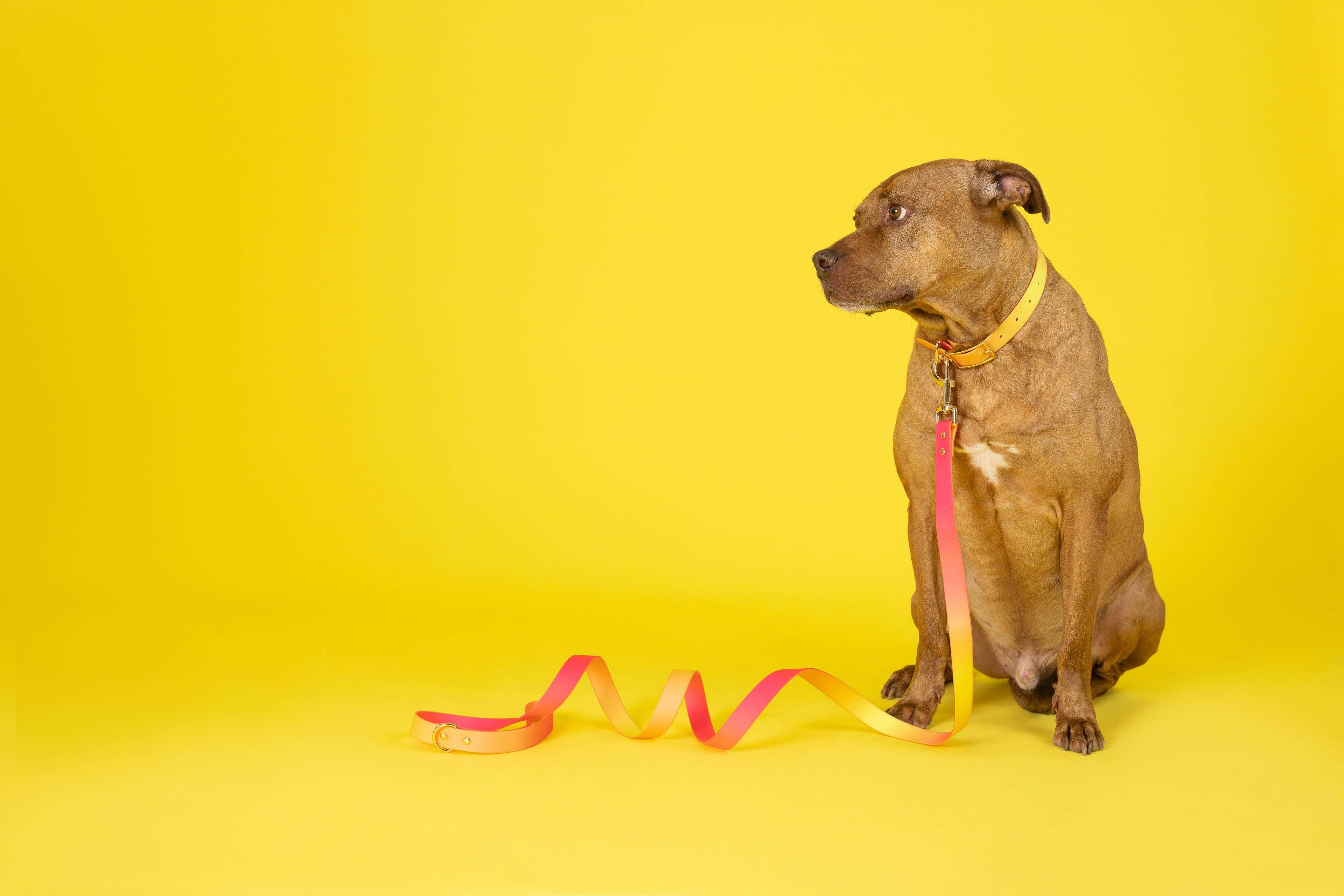 Katelin All Weather Waterproof Easy Clean Dog Collar