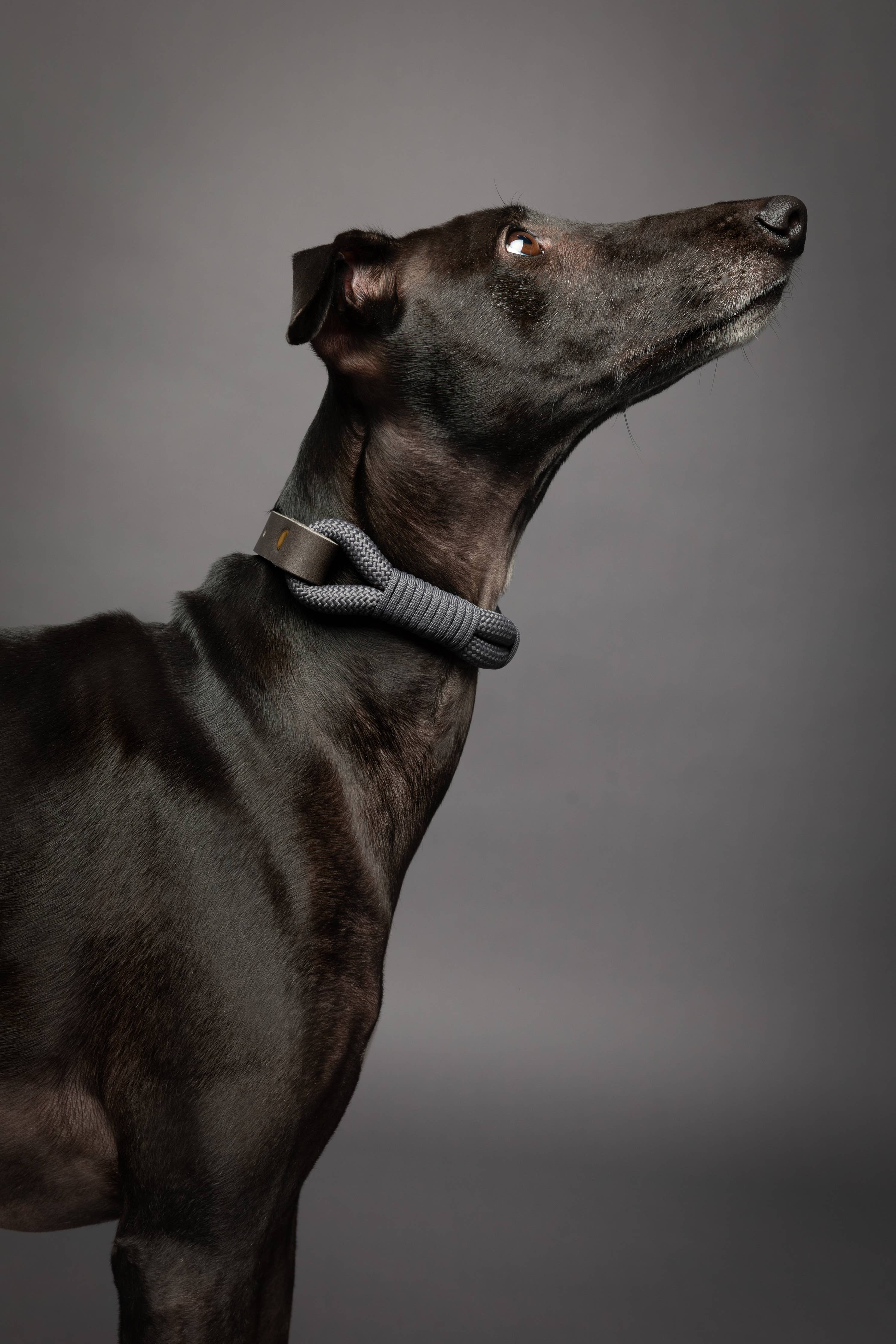 Dog Collar, Genuine Leather Combined with Paracord - 4 Color Options