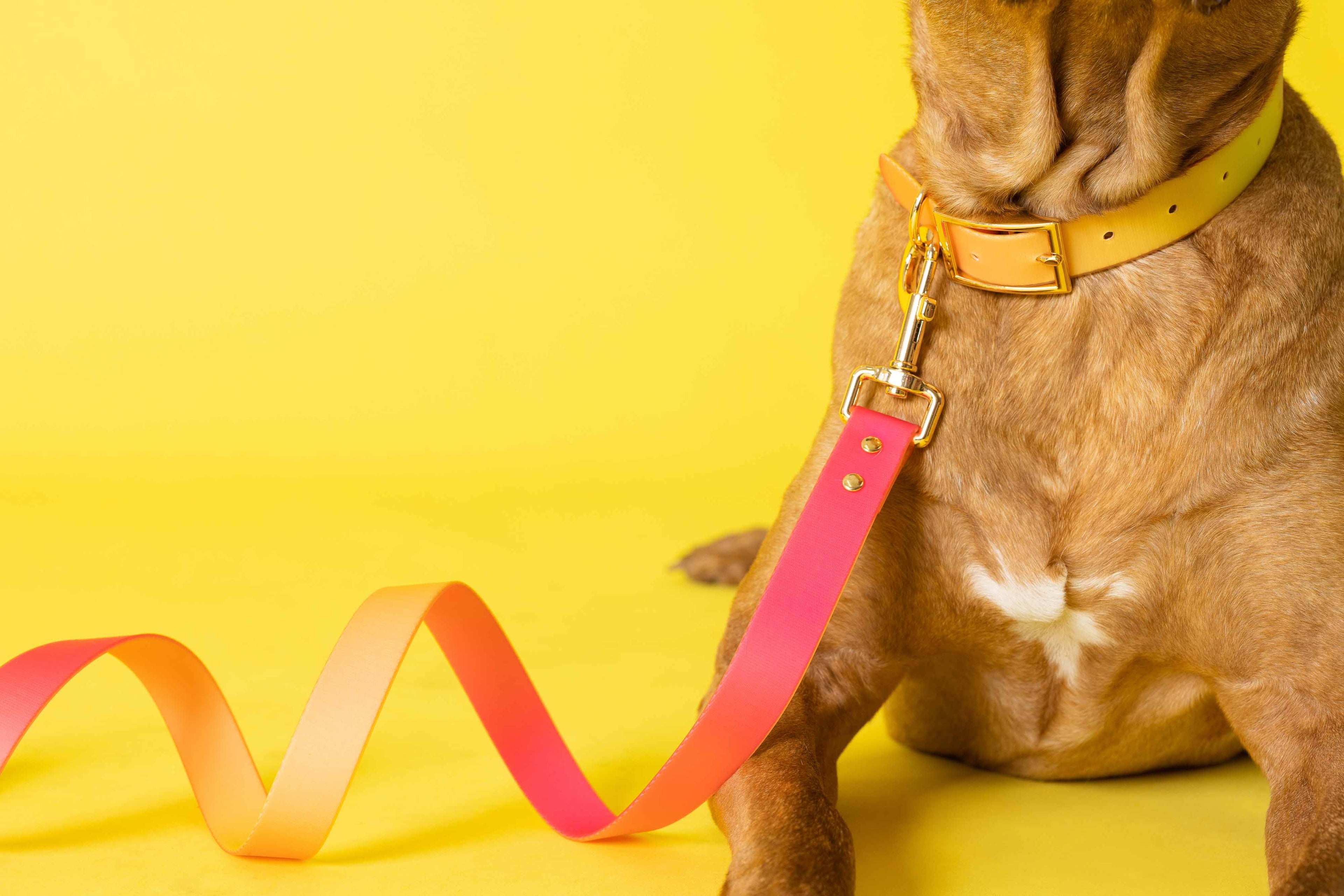 Katelin All Weather Waterproof Dog Leash | Easy Clean Leash