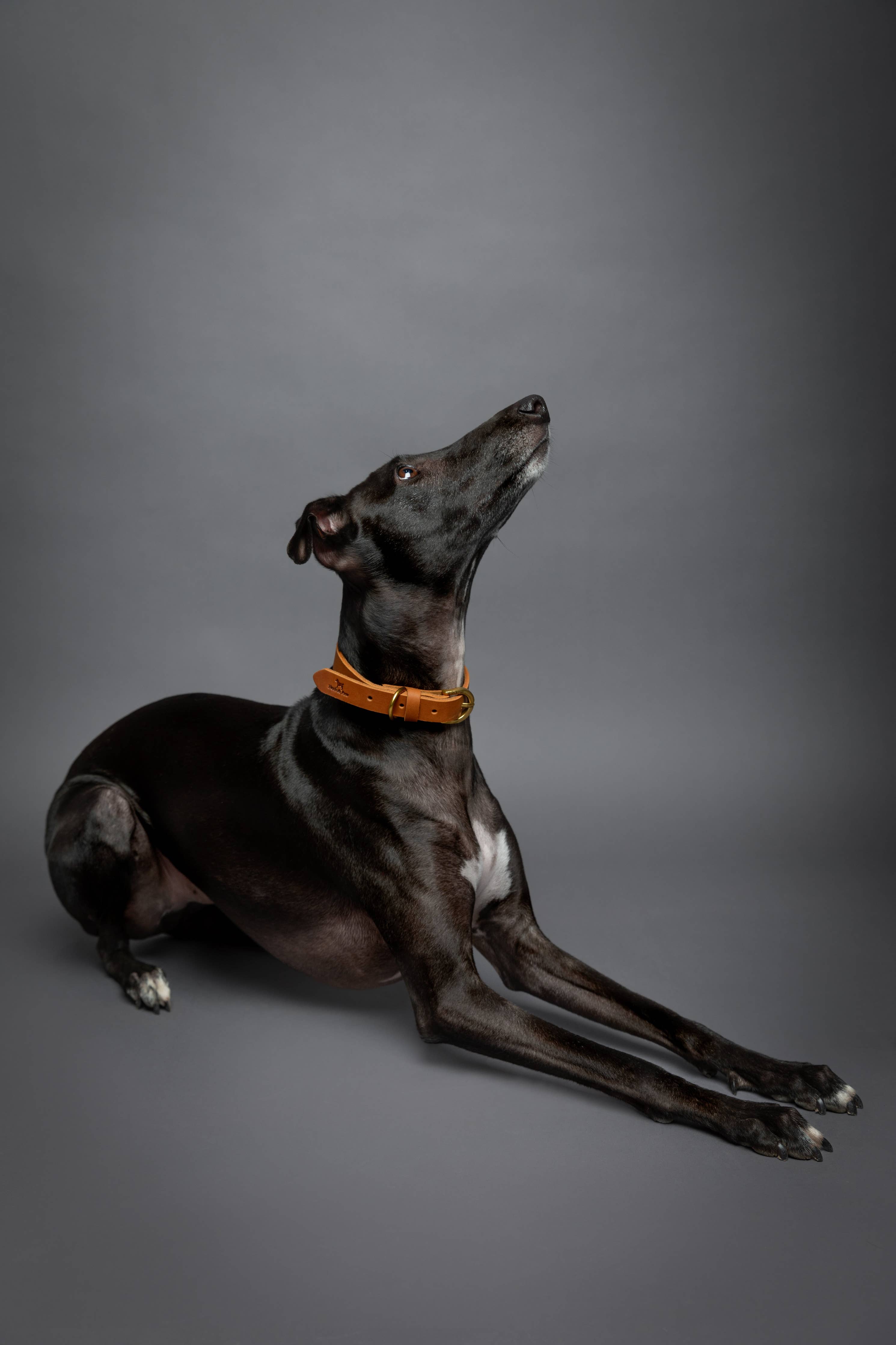 NOAH & PAW Dog Collar, Genuine Leather with Oil-Wax Finish, Heavy Duty Metal Buckle, 4 Color Options