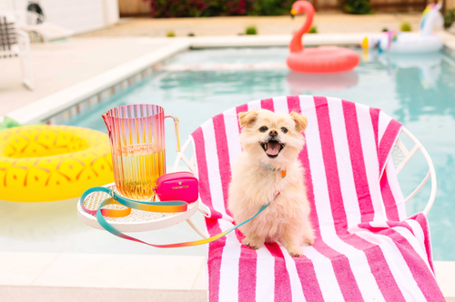 Cleo Hot Pink Waste Bag Dispenser And Treat Pouch