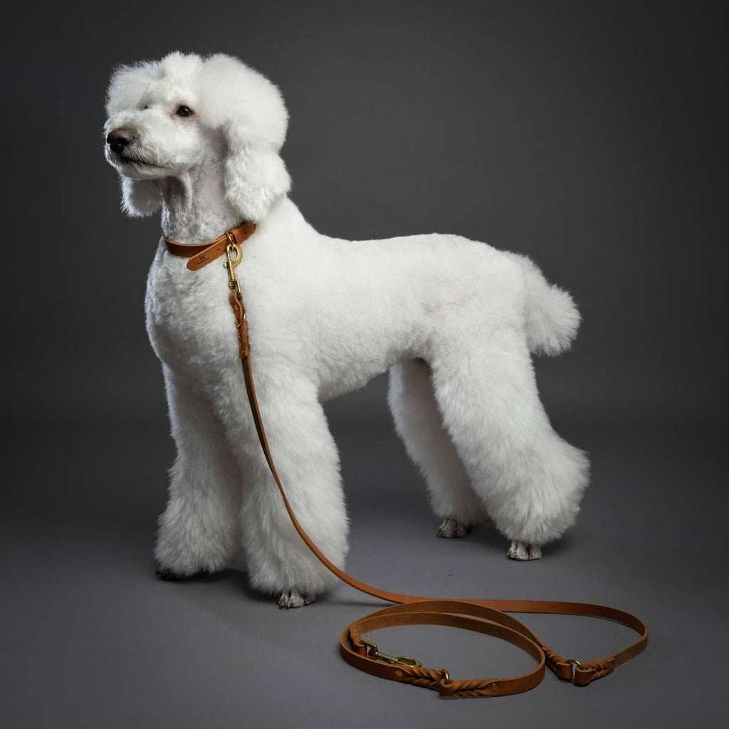 Premium Oil-Waxed Braided Leather Dog Leash - 3 Color Options