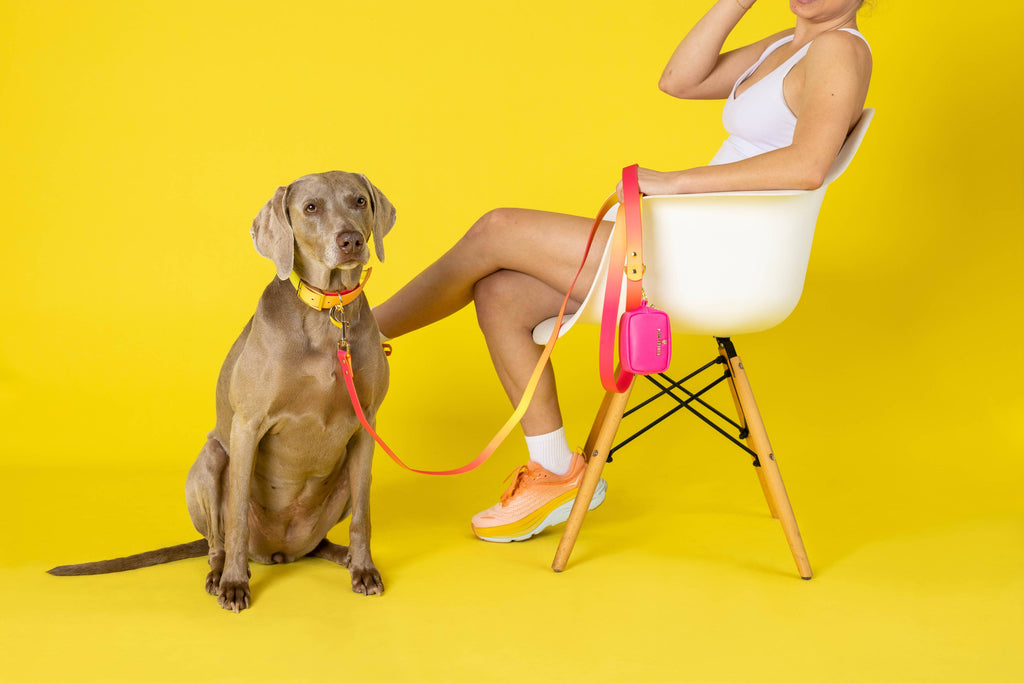 Katelin All Weather Waterproof Easy Clean Dog Collar