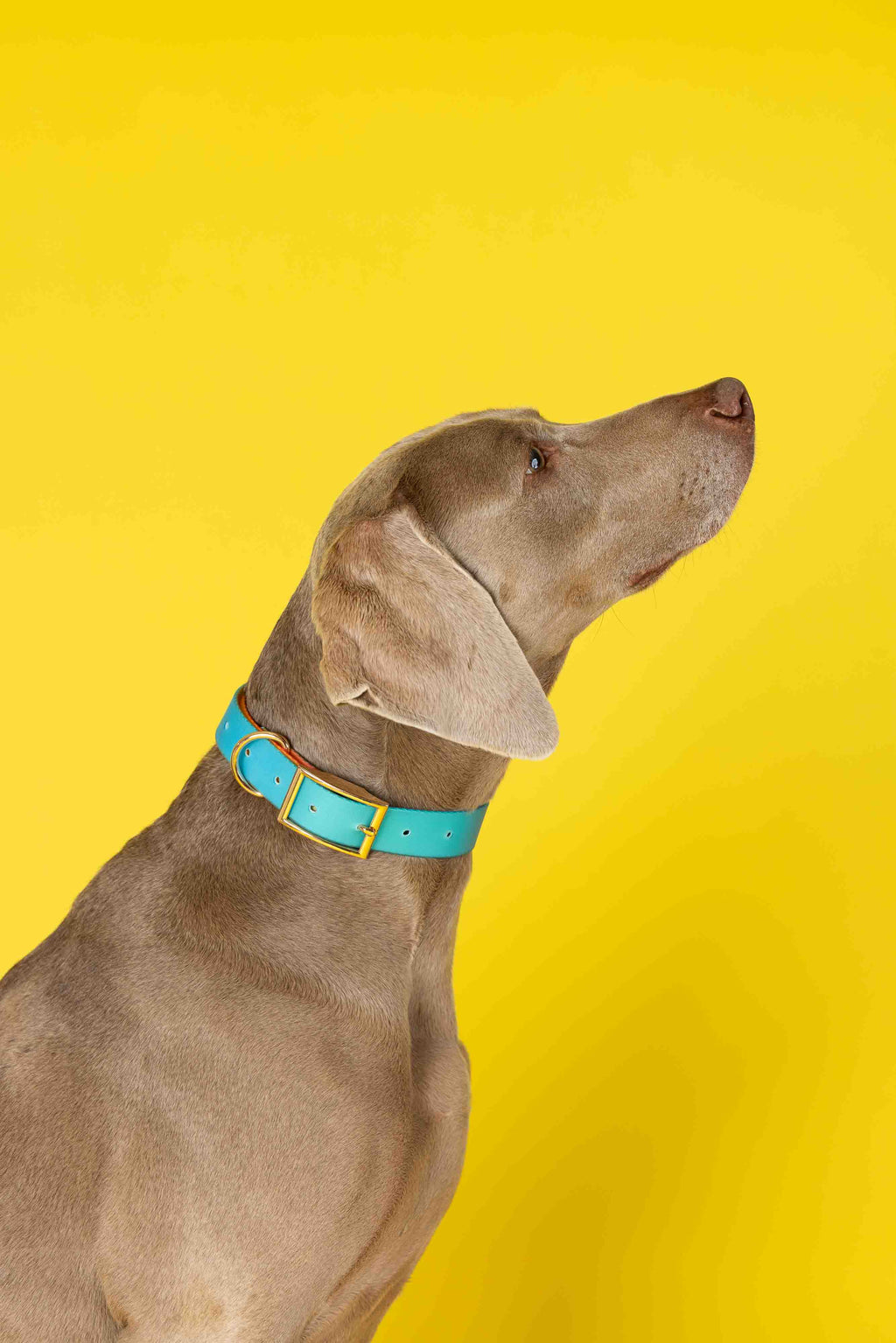Pippa Waterproof Dog Collar | Swim Dog Collar