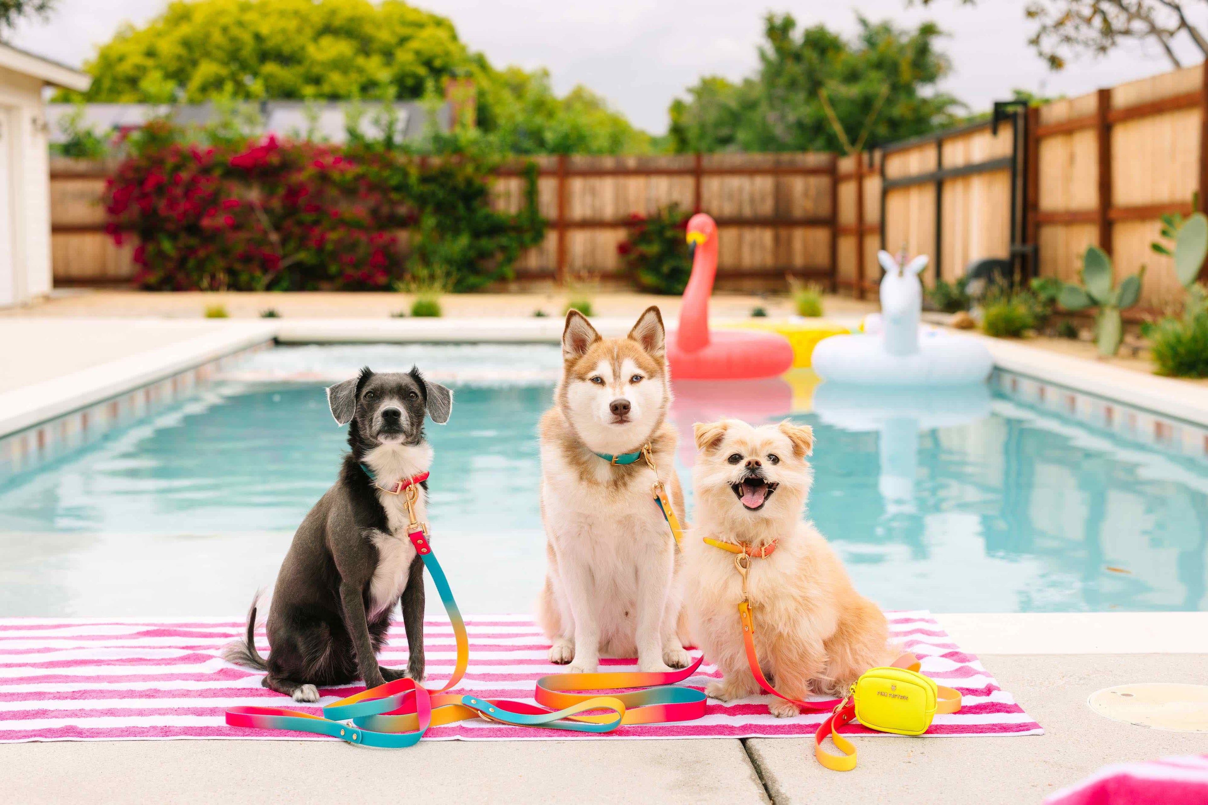 Pippa Waterproof Leash | Waterproof All Weather Dog Leash 