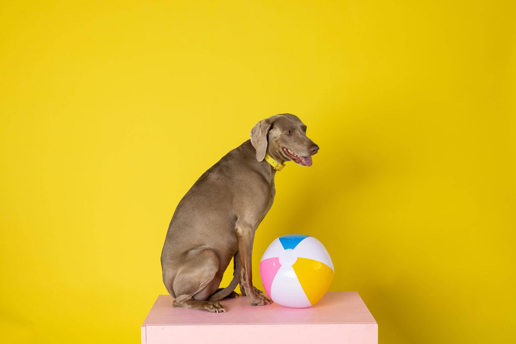 Katelin All Weather Waterproof Easy Clean Dog Collar