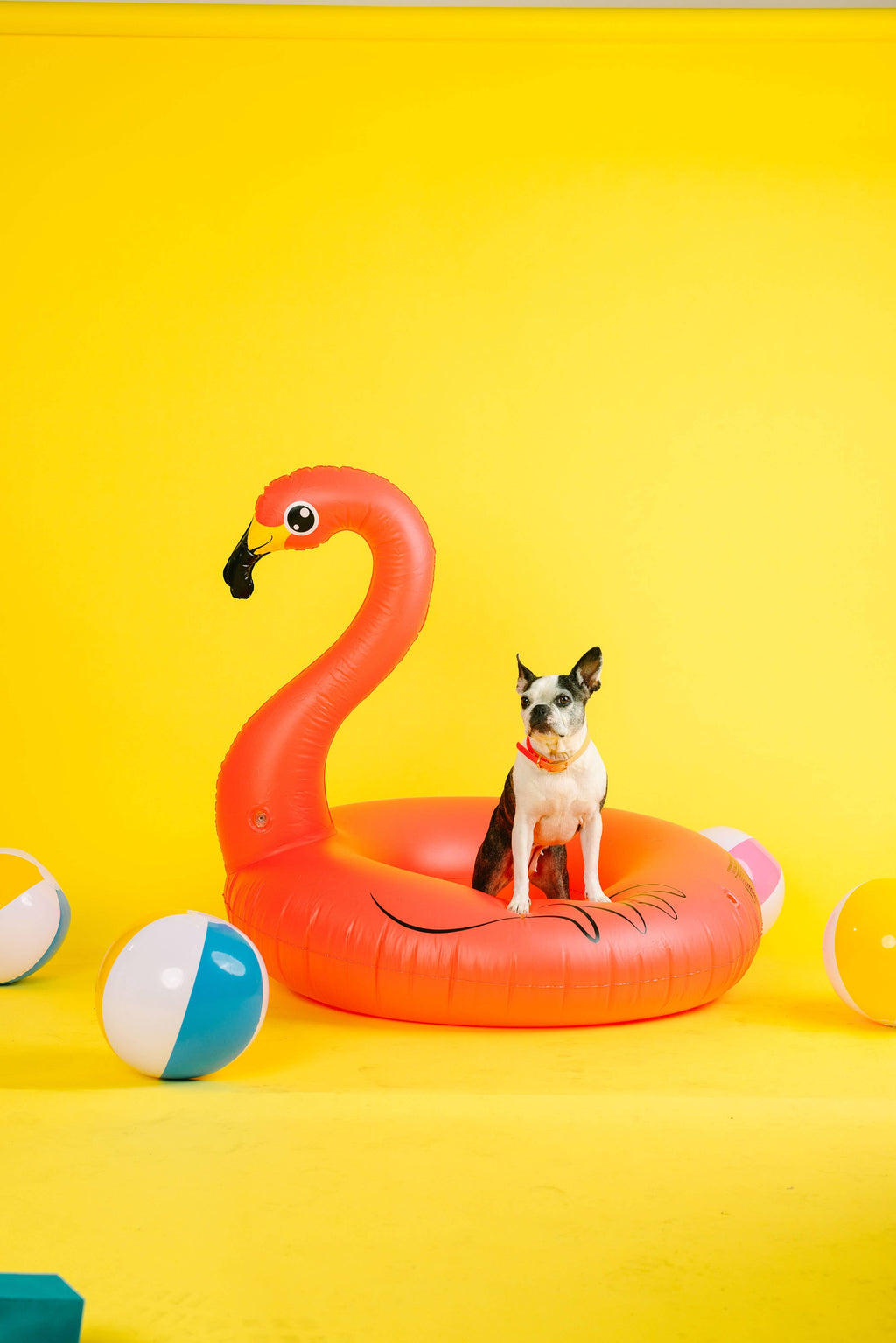 Katelin All Weather Waterproof Easy Clean Dog Collar